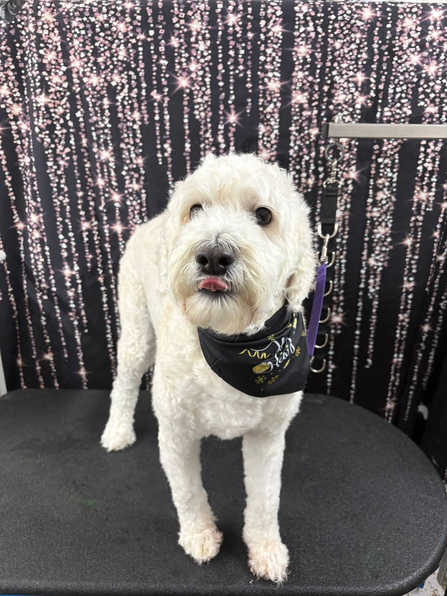 Small white dog wearing a black bandana, standing on a black cushion in front of a sparkly curtain.