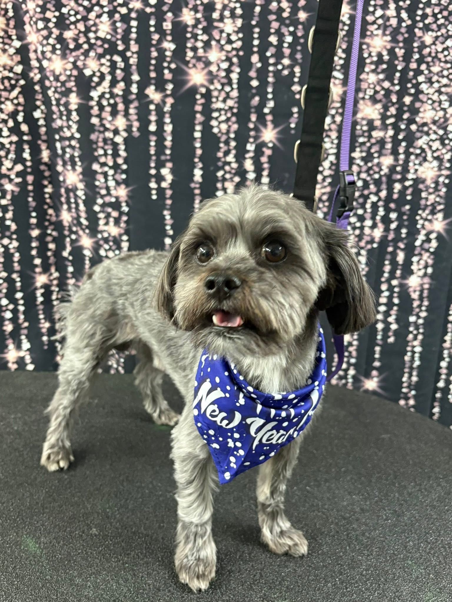 Small gray dog wearing a blue bandana stands on a black floor before a sparkling light backdrop.