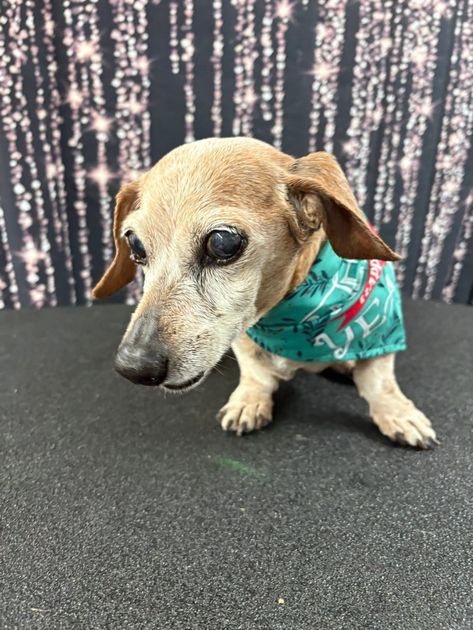 Small tan dachshund wearing a teal bandana on a black floor against a sparkling backdrop. Small tan dachshund wearing a teal bandana on a black floor against a sparkling backdrop.