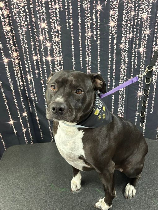 Black and white dog sitting on a chair, wearing a bandana and purple leash, against a sparkly backdrop Black and white dog sitting on a chair, wearing a bandana and purple leash, against a sparkly backdrop