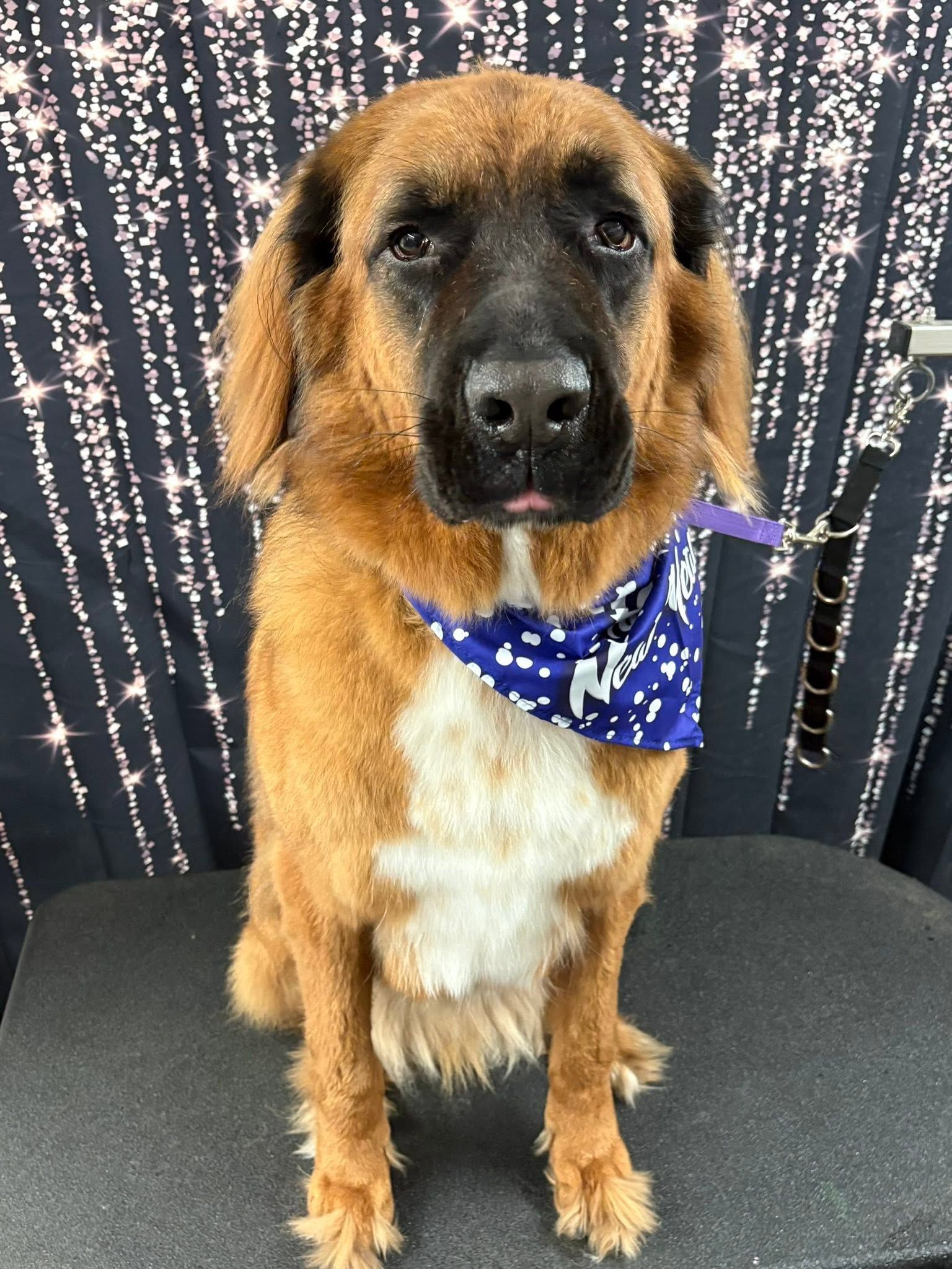 Large brown dog with white chest wearing a blue bandana, sitting against a dark patterned backdrop.