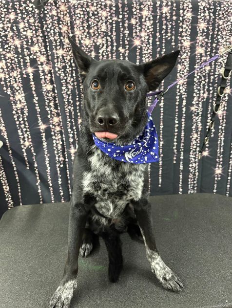 Black dog with speckled legs wearing a blue bandana, sitting against a dark backdrop. Black dog with speckled legs wearing a blue bandana, sitting against a dark backdrop.