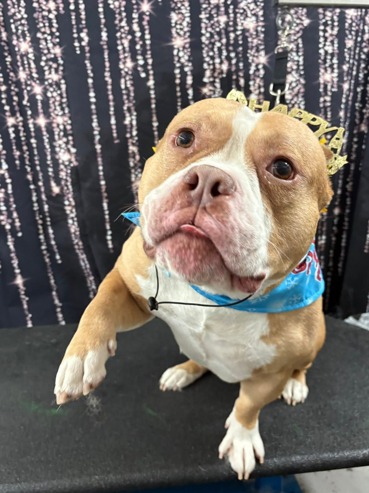 Brown-and-white dog wearing a blue bandana, sitting on a black surface against a sparkling backdrop.