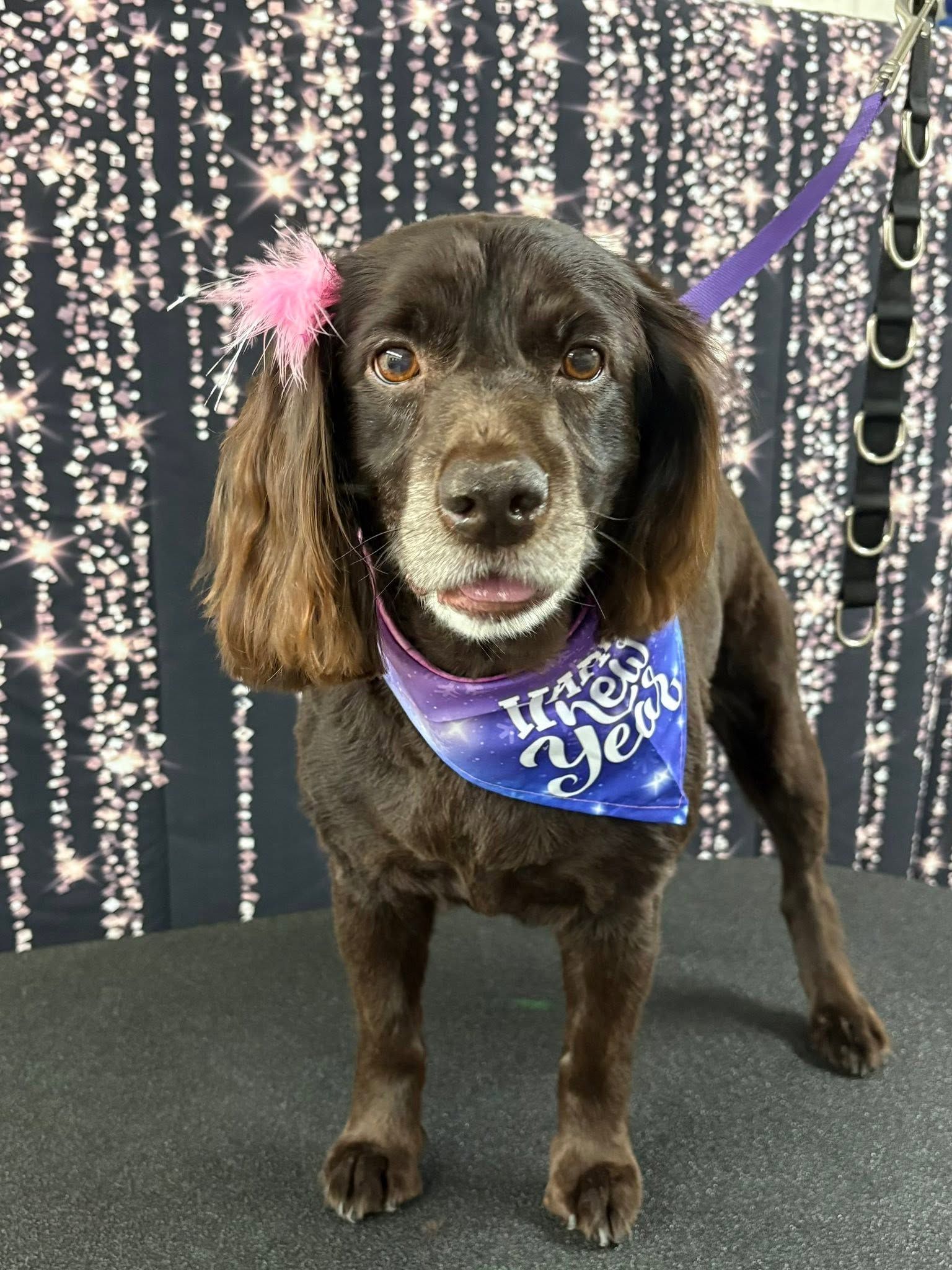 Small brown dog wearing a purple bandana and pink flower, standing on a black surface with sparkly backdrop.