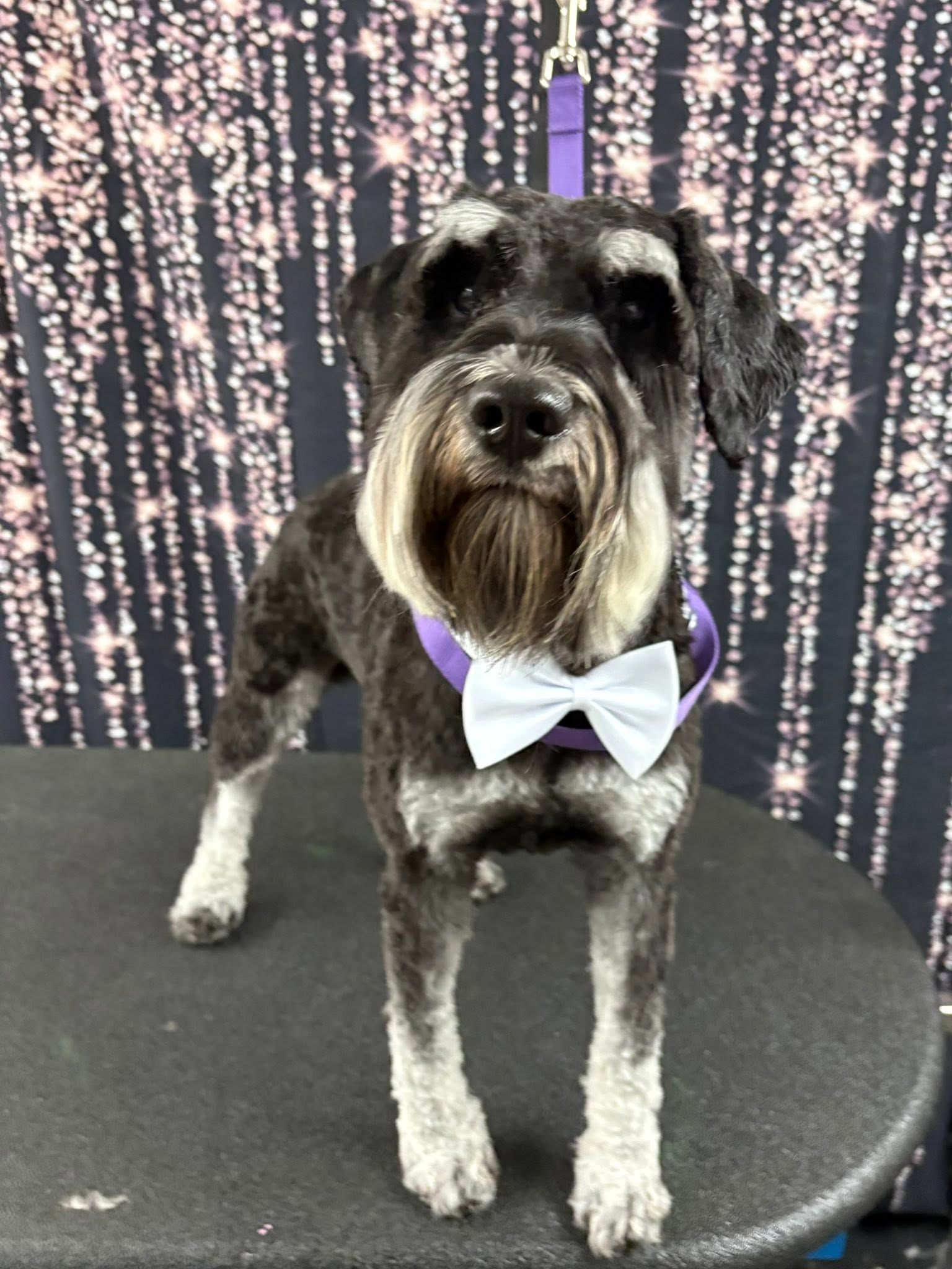 Small black and gray dog wearing a purple harness and white bow tie on a grooming table Small black and gray dog wearing a purple harness and white bow tie on a grooming table