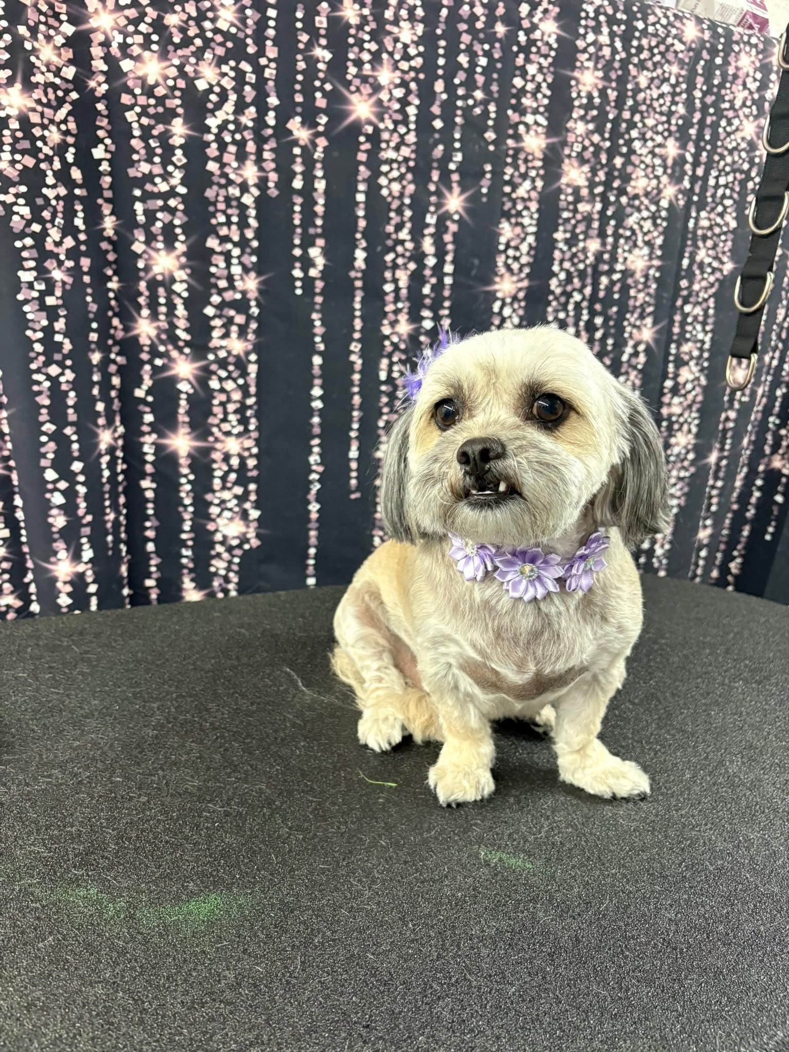 Small tan dog wearing a purple collar, sitting on gray carpet in front of sparkling lights.