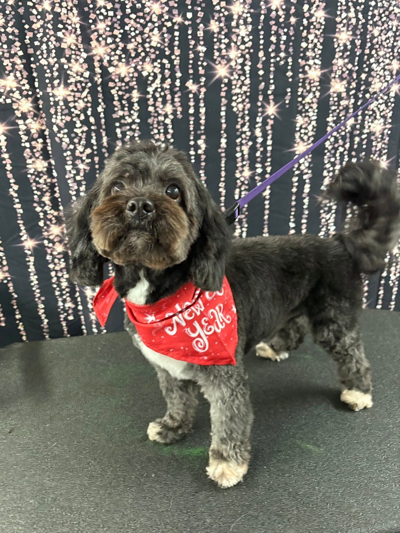 Small black-and-tan dog wearing a red bandana, standing on a grooming table against a sparkly curtain backdrop