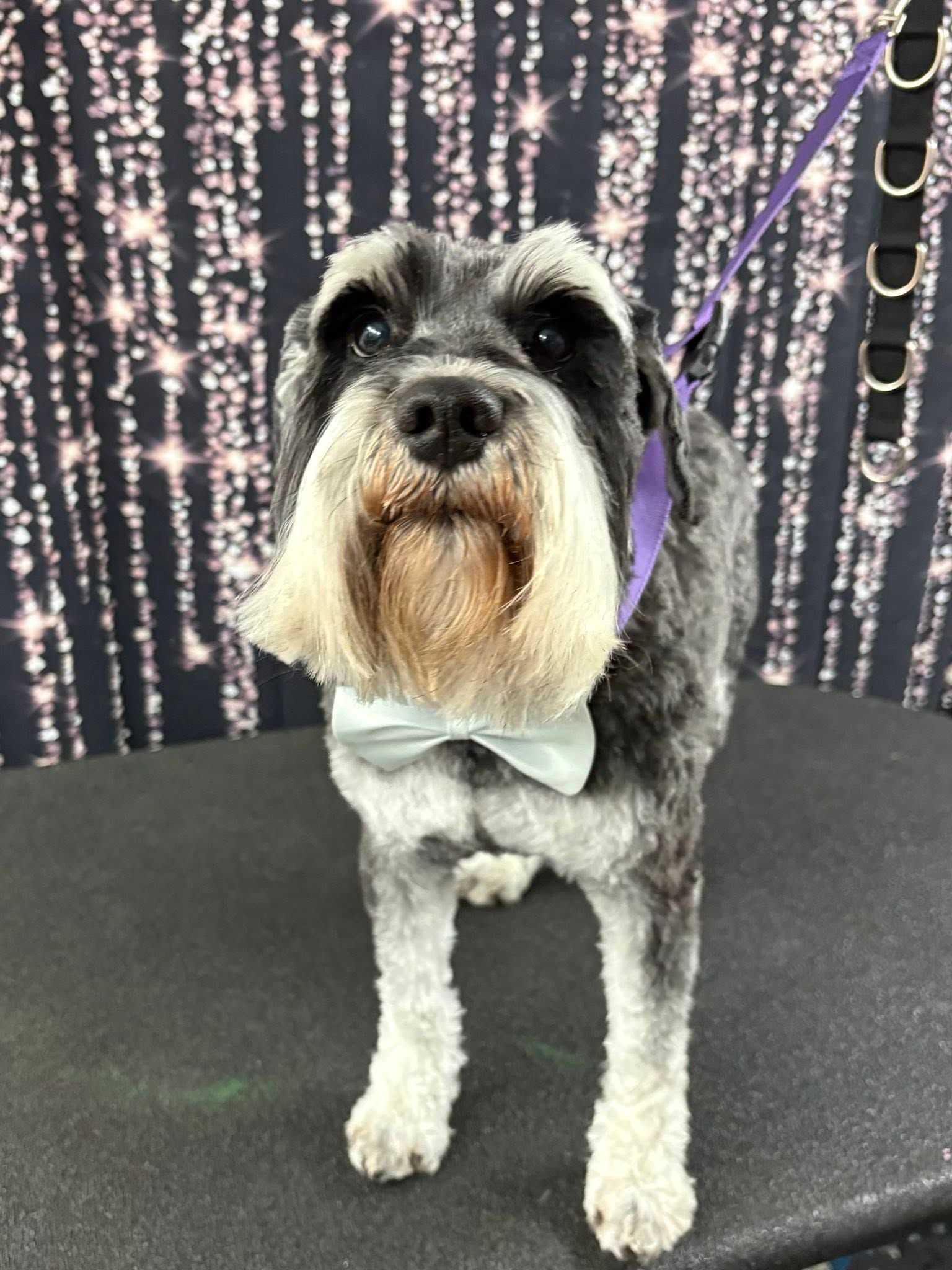 Small gray-and-white dog with a beard wearing a purple bandana on a black grooming table.
