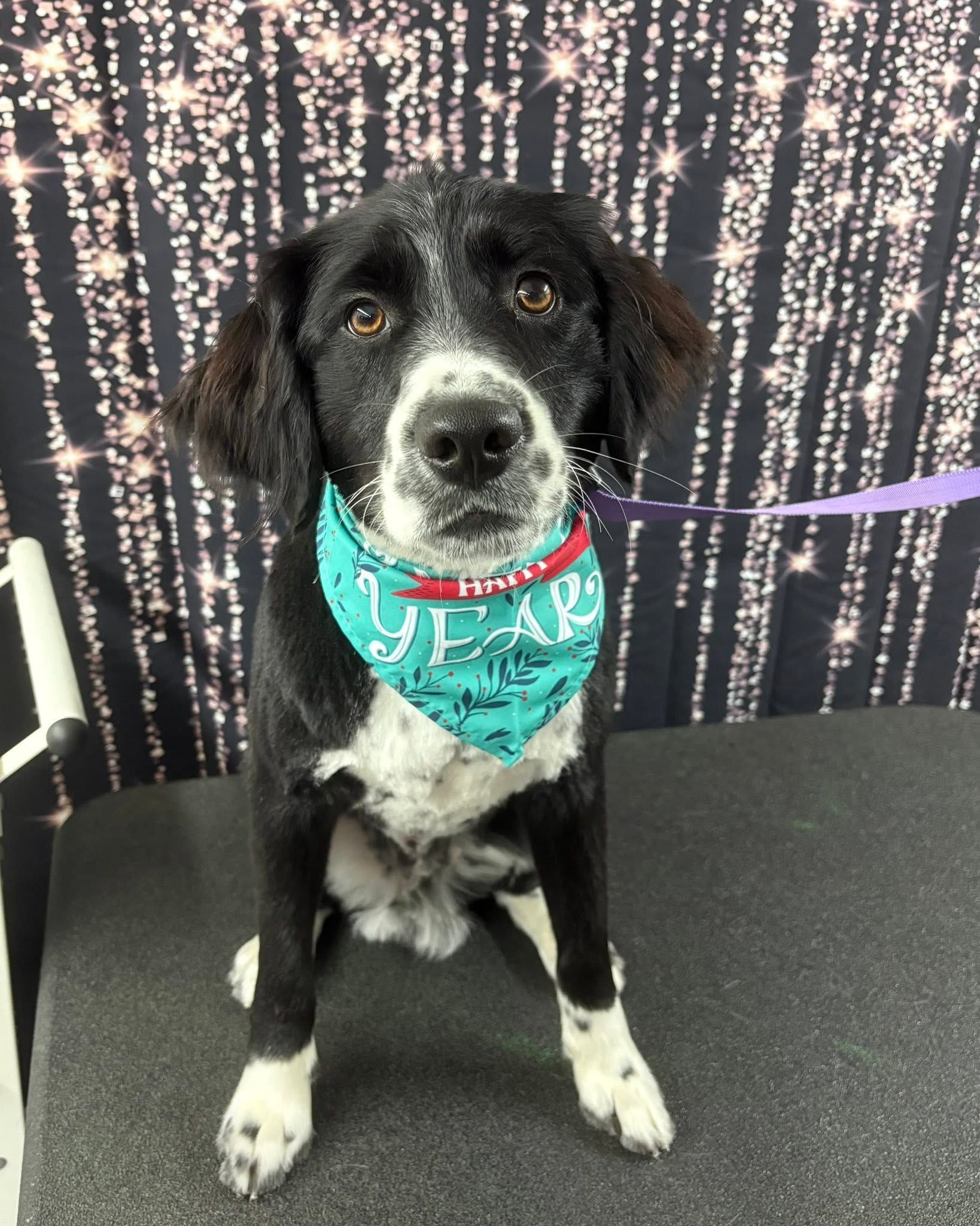 Black-and-white dog wearing a teal bandana sits on a grooming table against a sparkly backdrop. Black-and-white dog wearing a teal bandana sits on a grooming table against a sparkly backdrop.