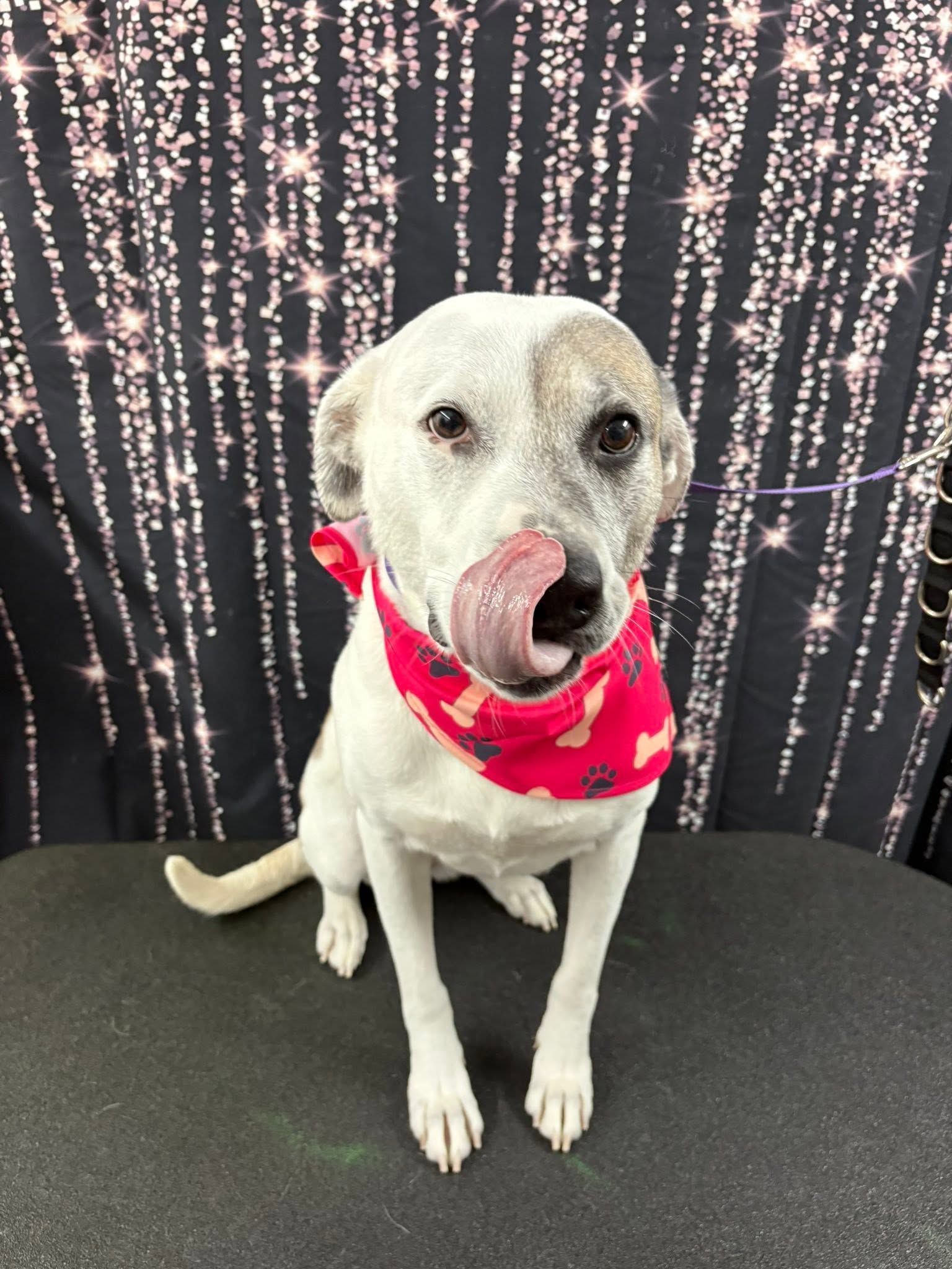 White dog in a red bandana sitting against a sparkly black backdrop, licking its nose.