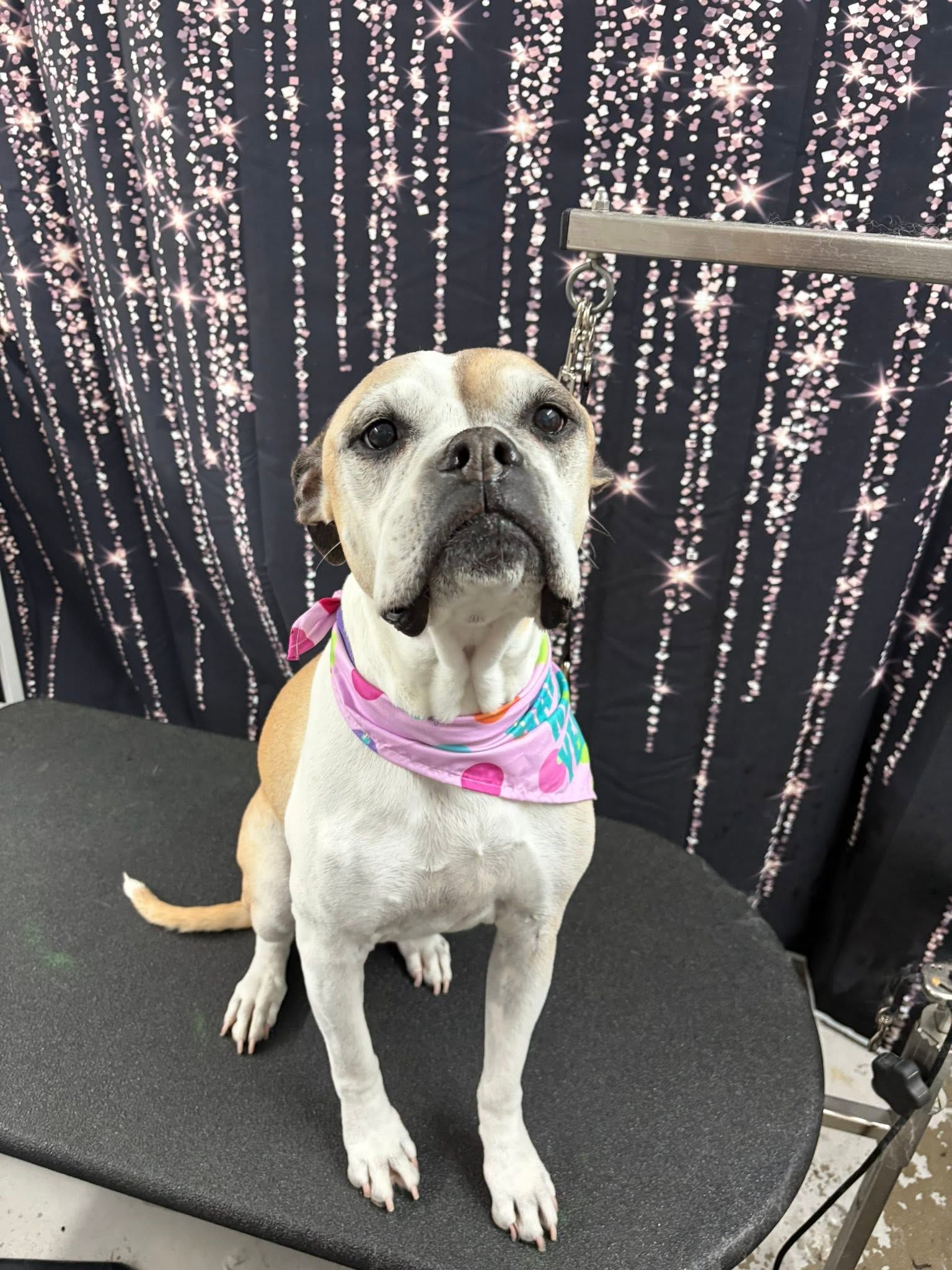 Small tan-and-white dog wearing a pink bandana, sitting on a black chair against a sparkly backdrop.