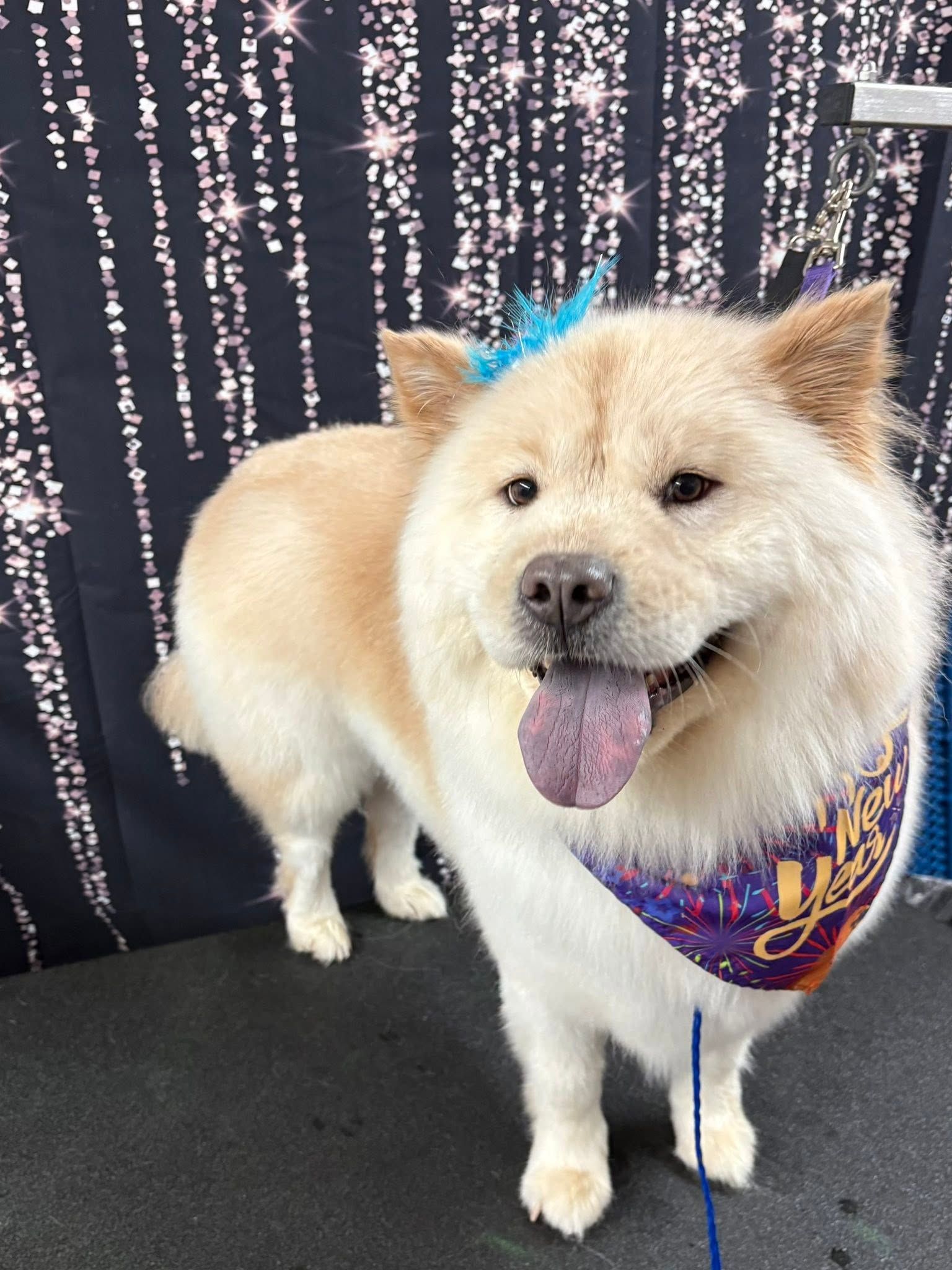 Small fluffy tan dog with tongue out, wearing a purple bandana against a sparkly black backdrop.