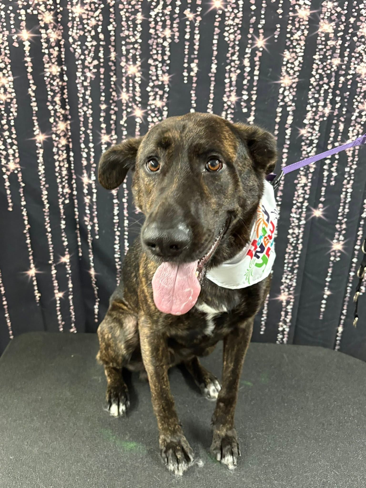 Brown brindle dog sitting with tongue out, wearing a colorful bandana against a sparkling black backdrop