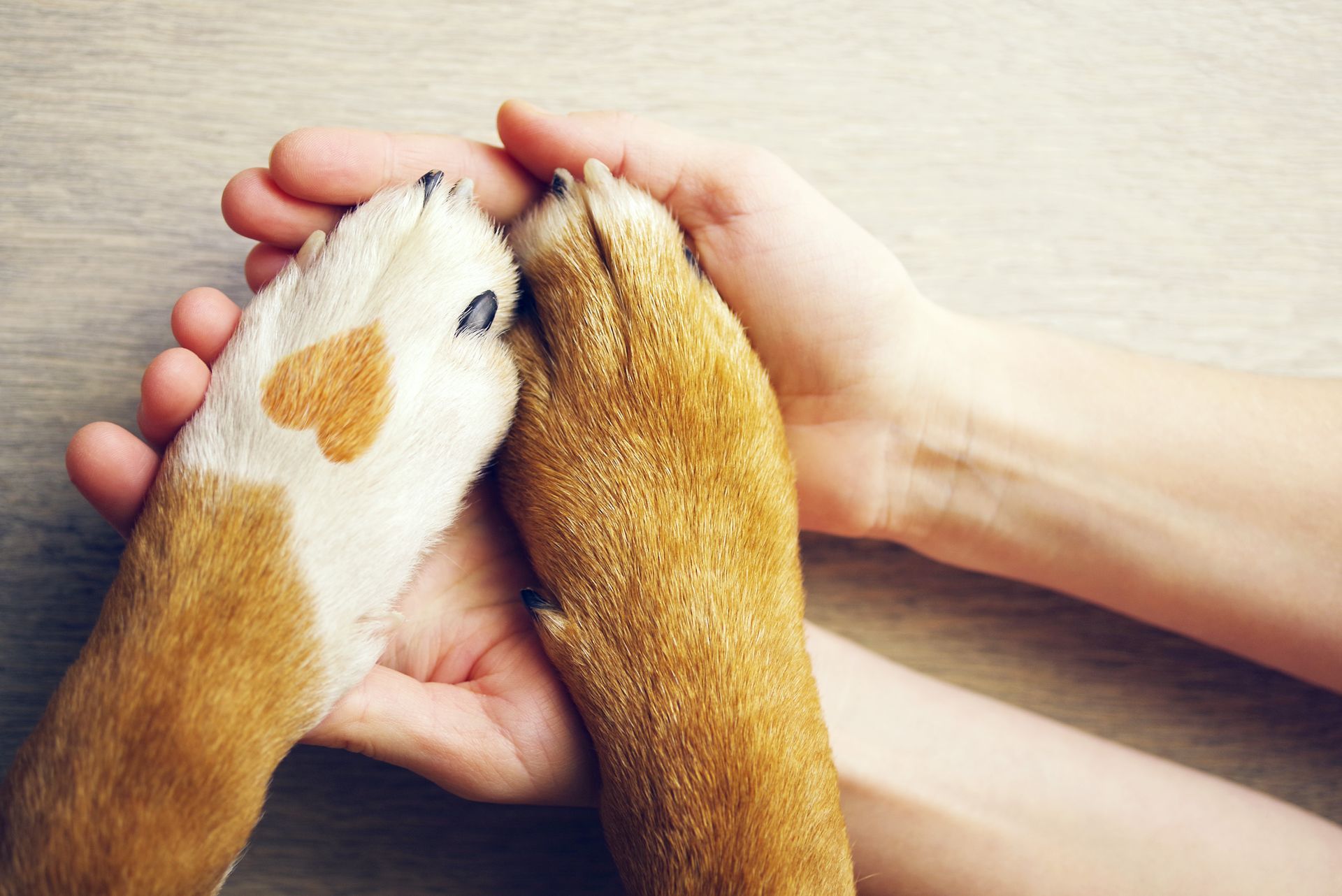 Two hands gently holding a white-and-brown dog paw and a brown dog paw. Two hands gently holding a white-and-brown dog paw and a brown dog paw.