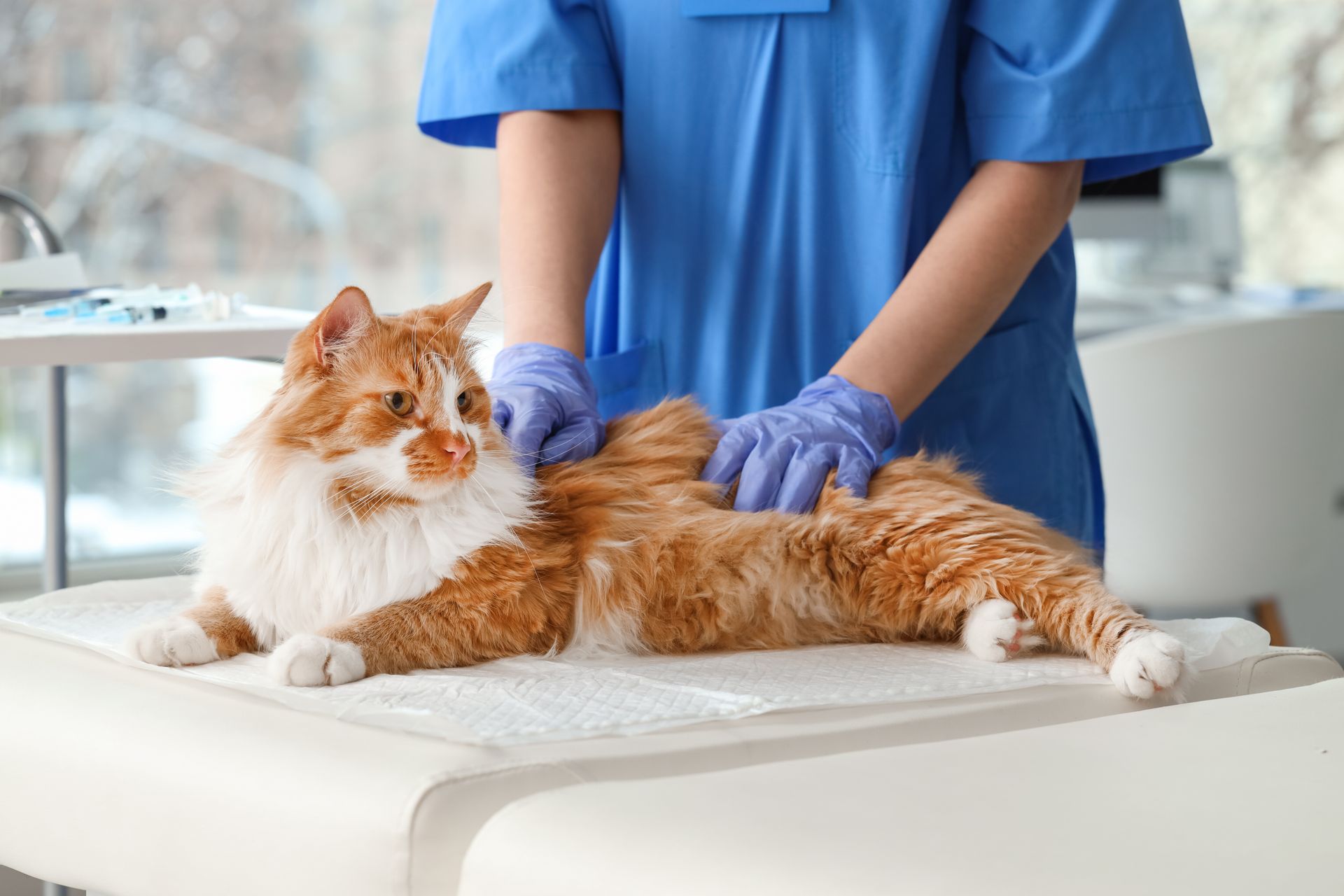 Orange-and-white cat lying on a veterinary exam table as a vet in blue gloves checks its back Orange-and-white cat lying on a veterinary exam table as a vet in blue gloves checks its back