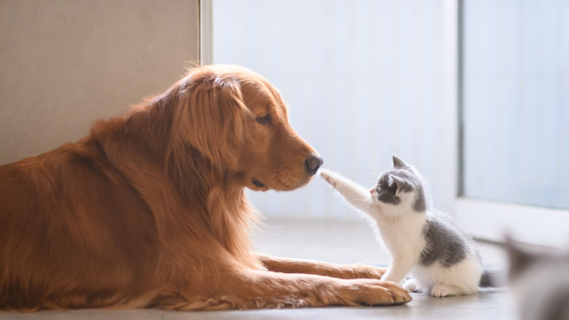 Golden retriever gently faces a kitten on a bright windowsill, nose to nose. Golden retriever gently faces a kitten on a bright windowsill, nose to nose.