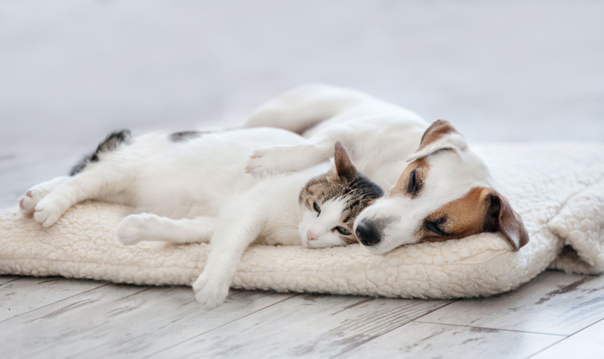 Two sleeping dogs curled together on a white rug in a bright room Two sleeping dogs curled together on a white rug in a bright room