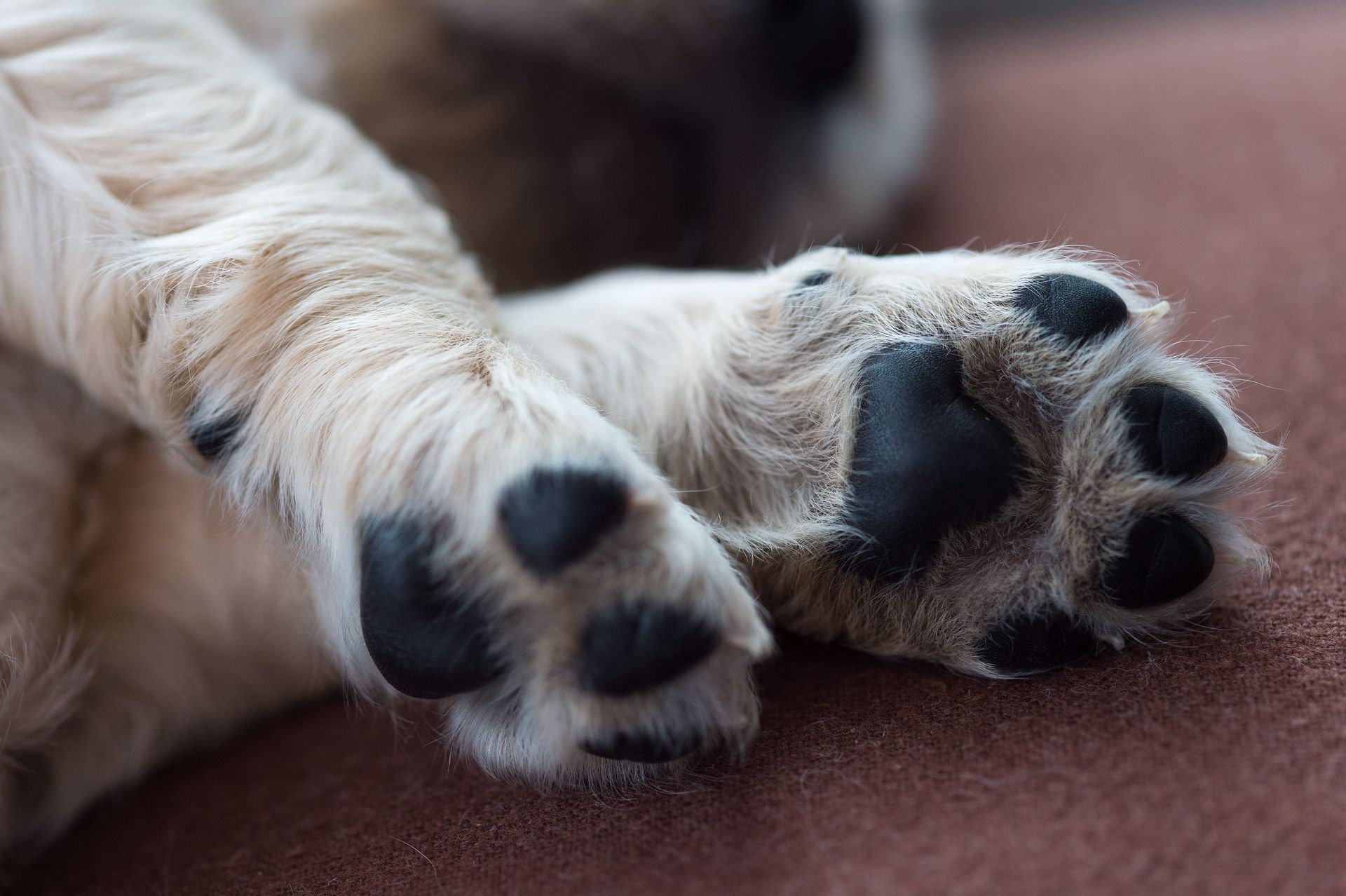 Close-up of a white dog's paws resting on a brown blanket, showing black paw pads and claws