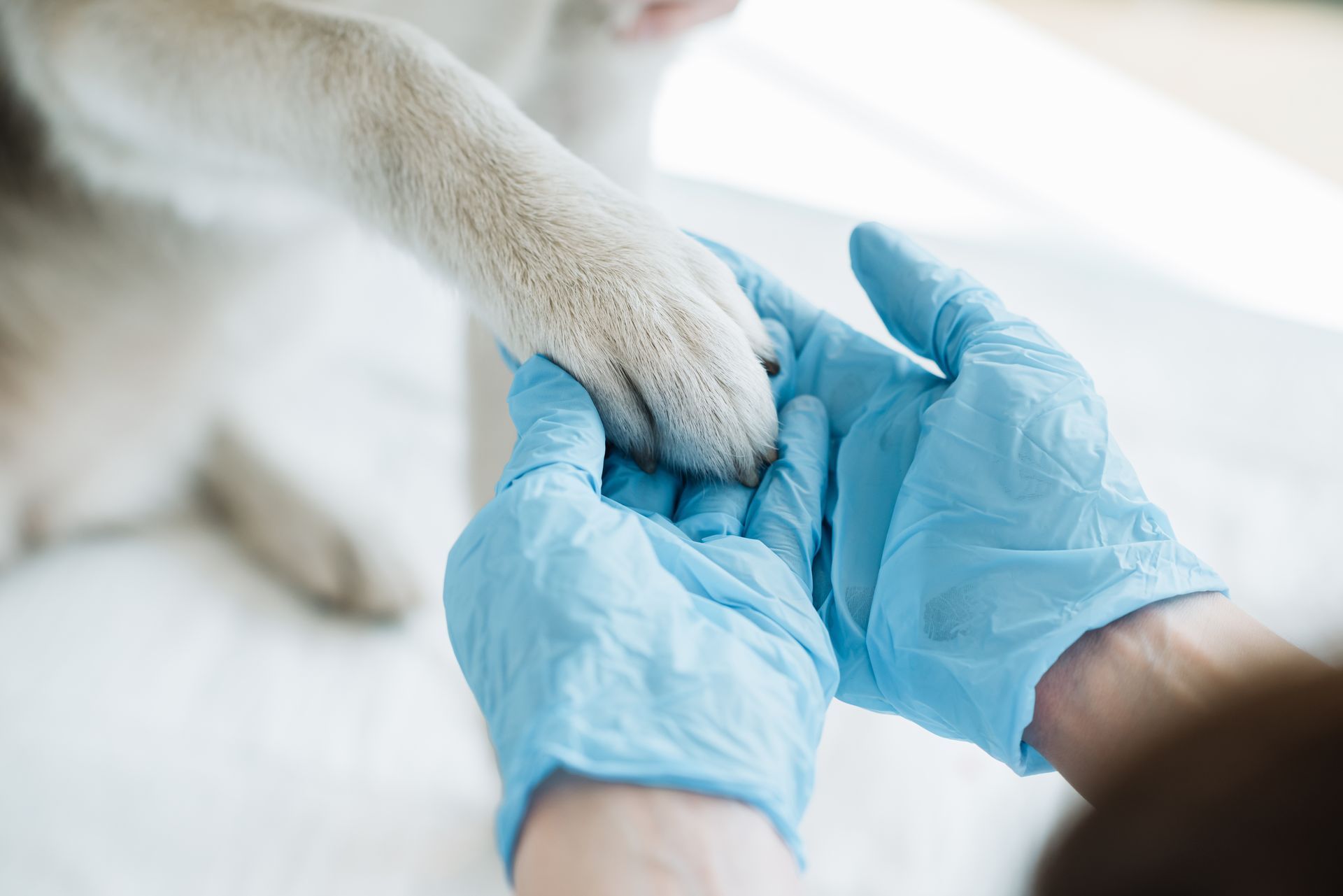 Blue-gloved hands gently hold a white dog's paw during a vet exam