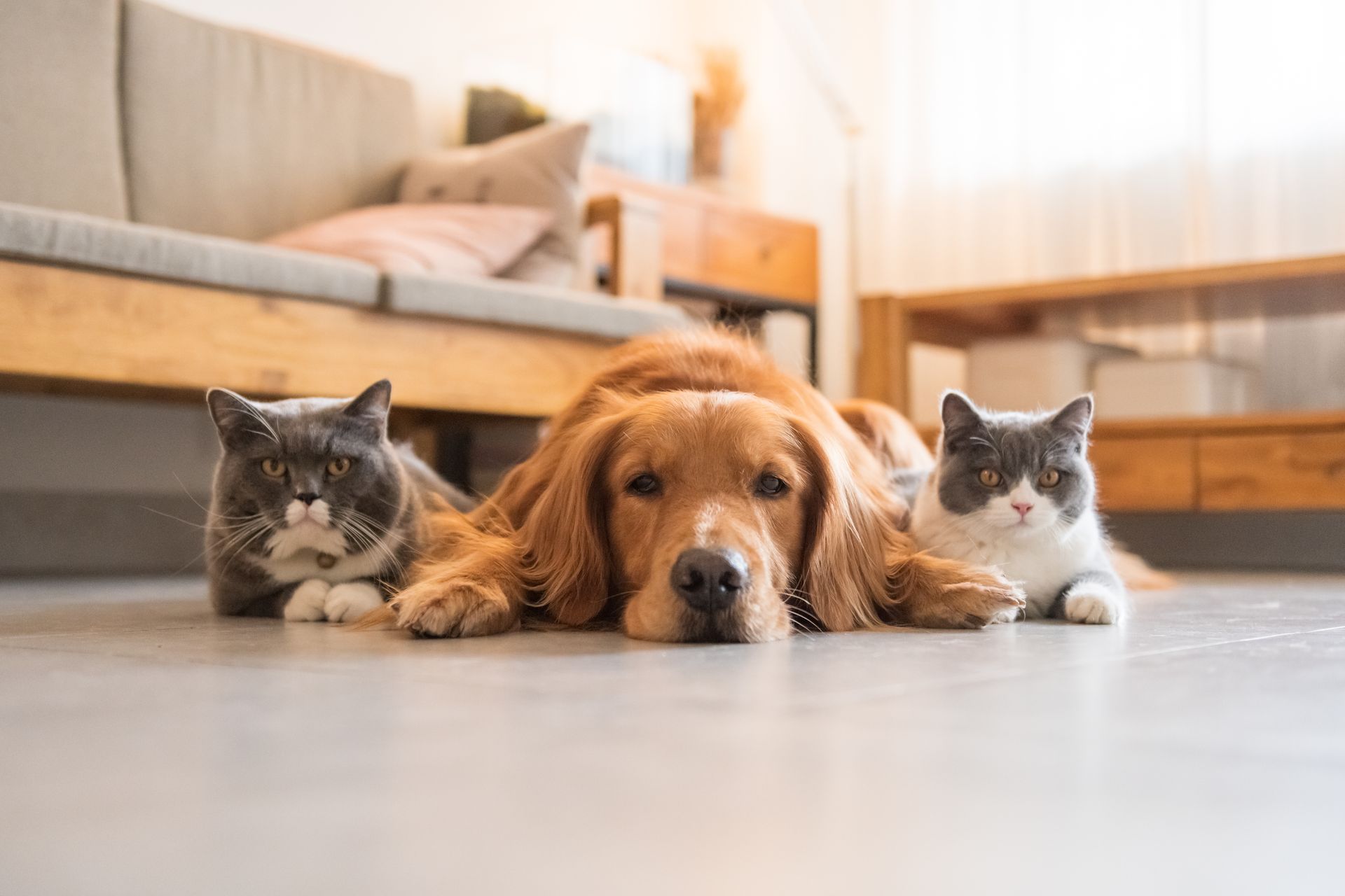 Golden retriever flanked by two gray tabby cats on a living room floor, all facing forward