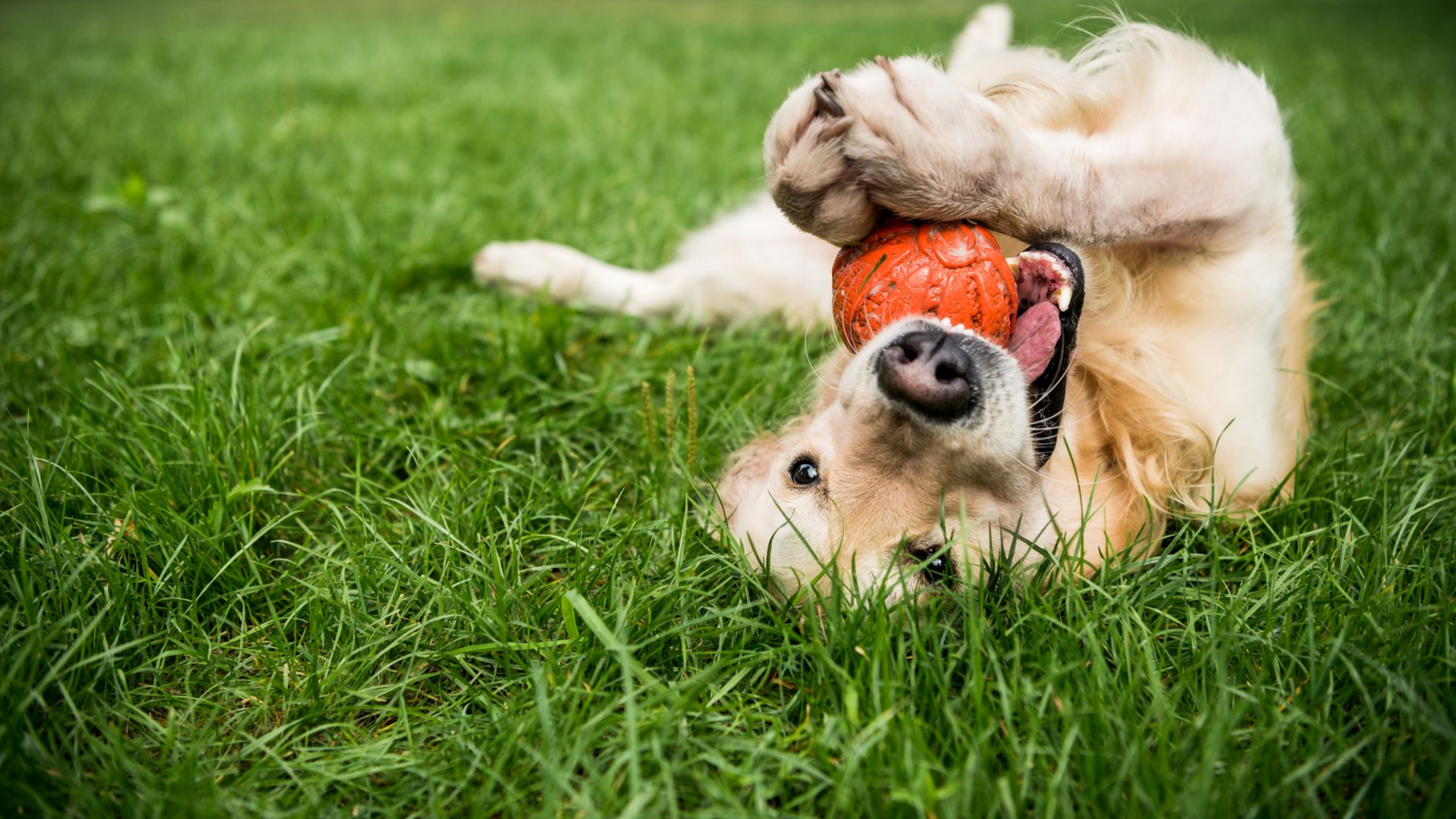 Two dogs play on grass, one upside down chewing a red ball while the other paws at it.