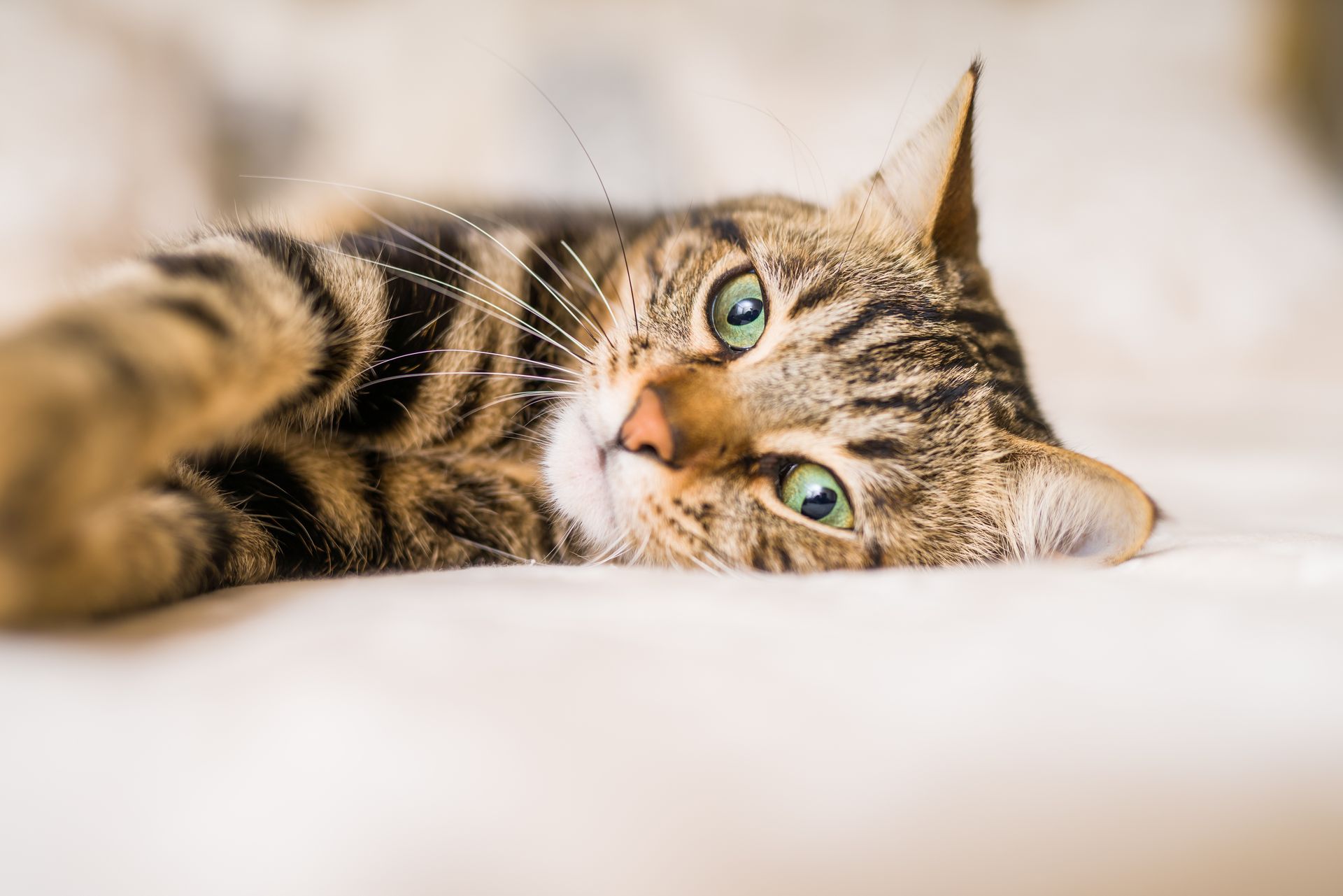Tabby cat lying on a soft white surface, looking at the camera with green eyes