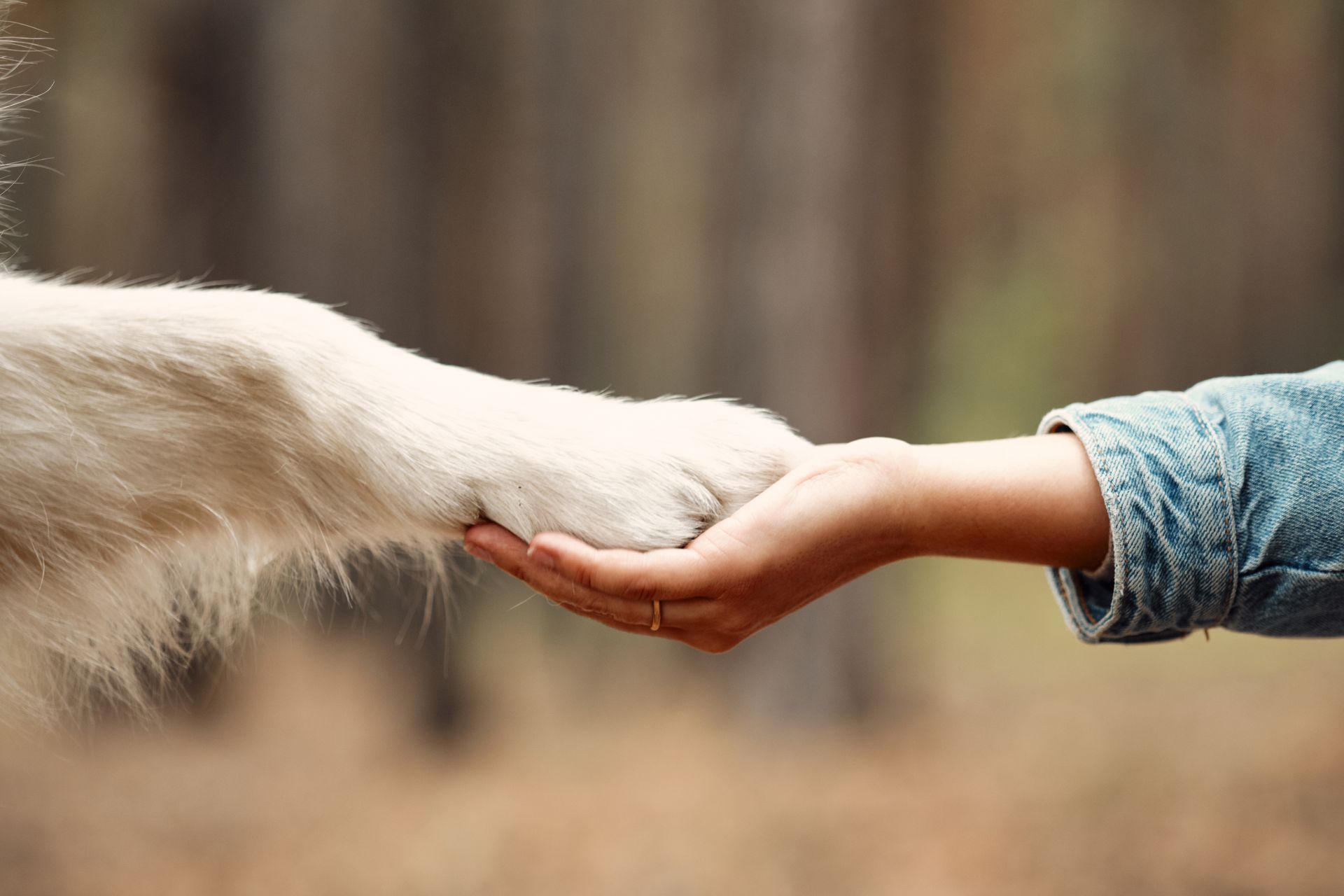 A person’s hand gently holding a white dog’s paw outdoors in a blurred forest A person’s hand gently holding a white dog’s paw outdoors in a blurred forest