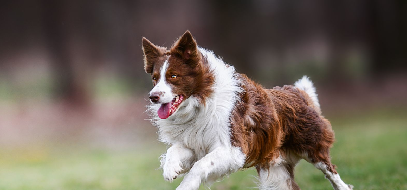 Brown and white dog running on grass with tongue out, outdoors in a blurred field