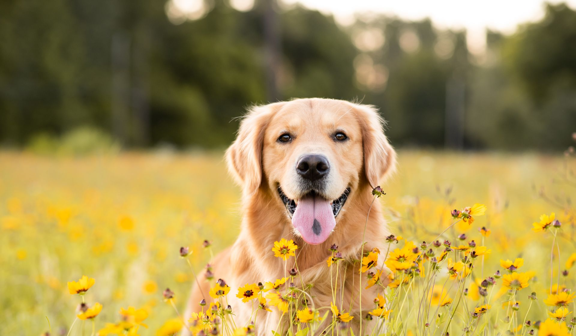 Golden retriever sitting in yellow wildflowers with tongue out in a sunny field