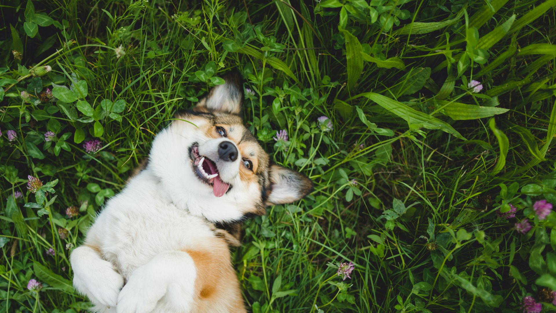 Happy white-and-tan dog lying in green grass, looking up with tongue out