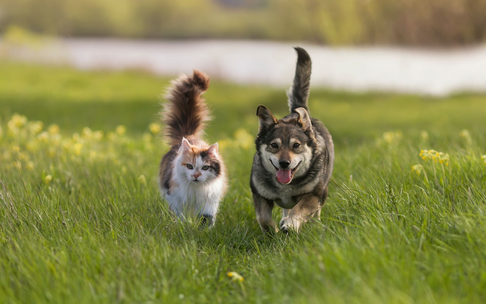 Two dogs running through a grassy field, one brown and one black-and-white.