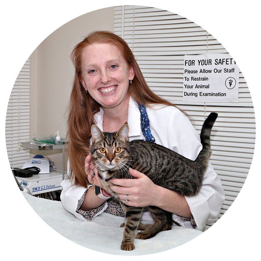 Veterinarian in a white coat holding a tabby cat at a clinic front desk