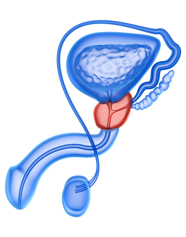 ENFERMEDADES UROLOGICAS