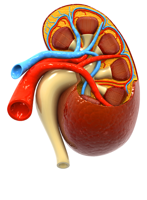 MEDICO UROLOGO