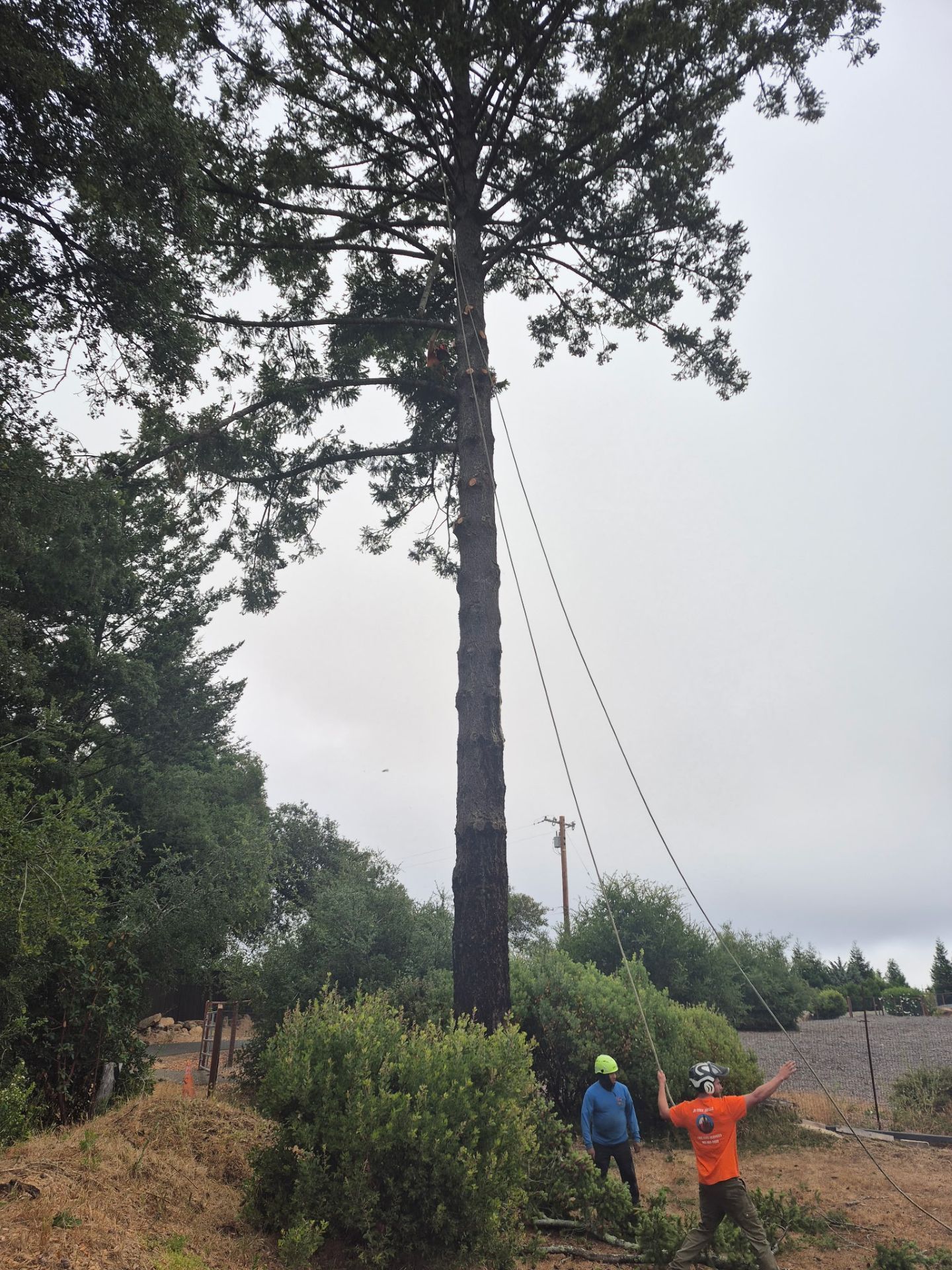Workers trimming a tall tree with ropes near a dirt path and cloudy sky