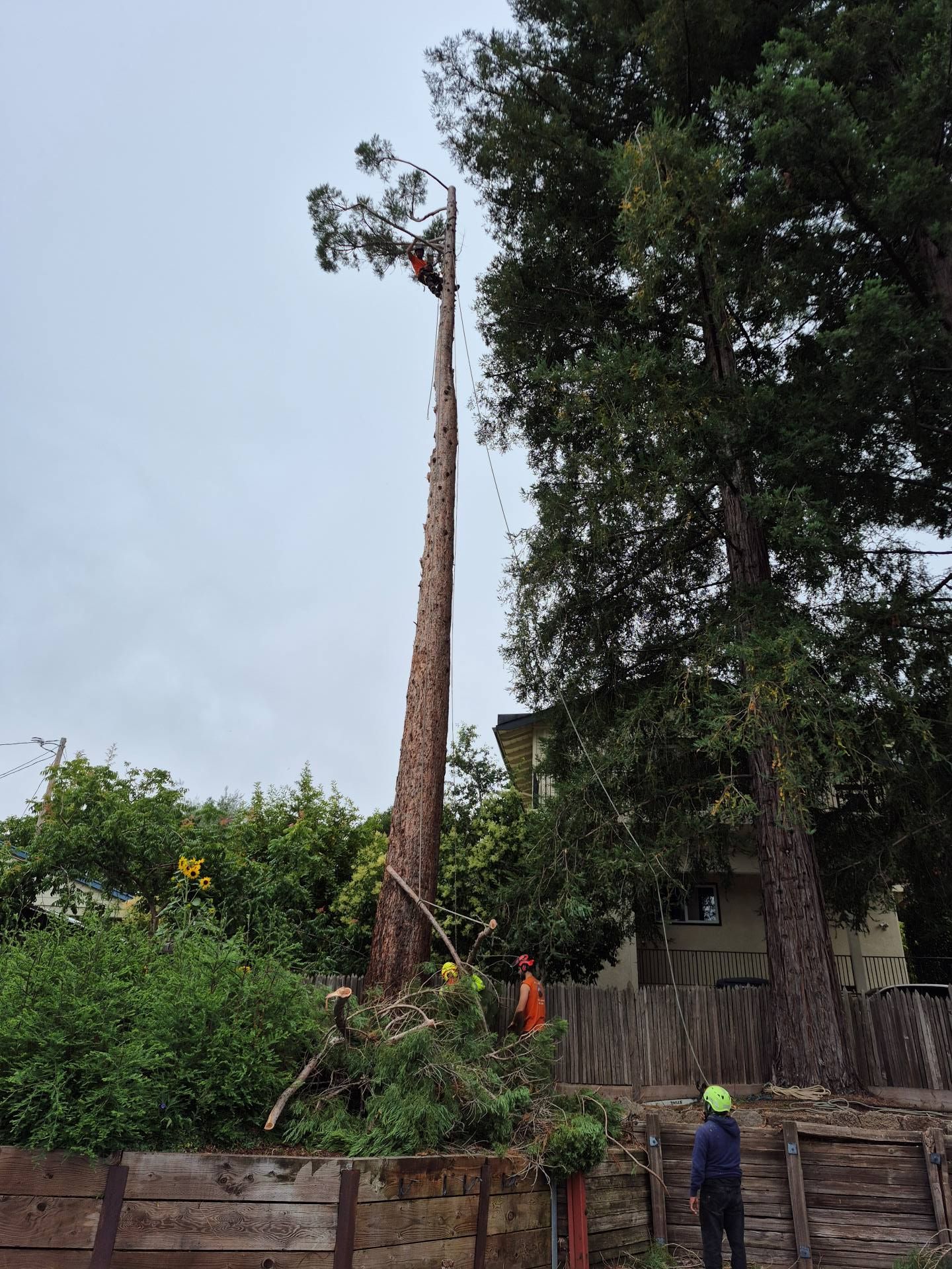 Workers cut down a tall tree beside a house, with one worker in a hard hat on the ground.