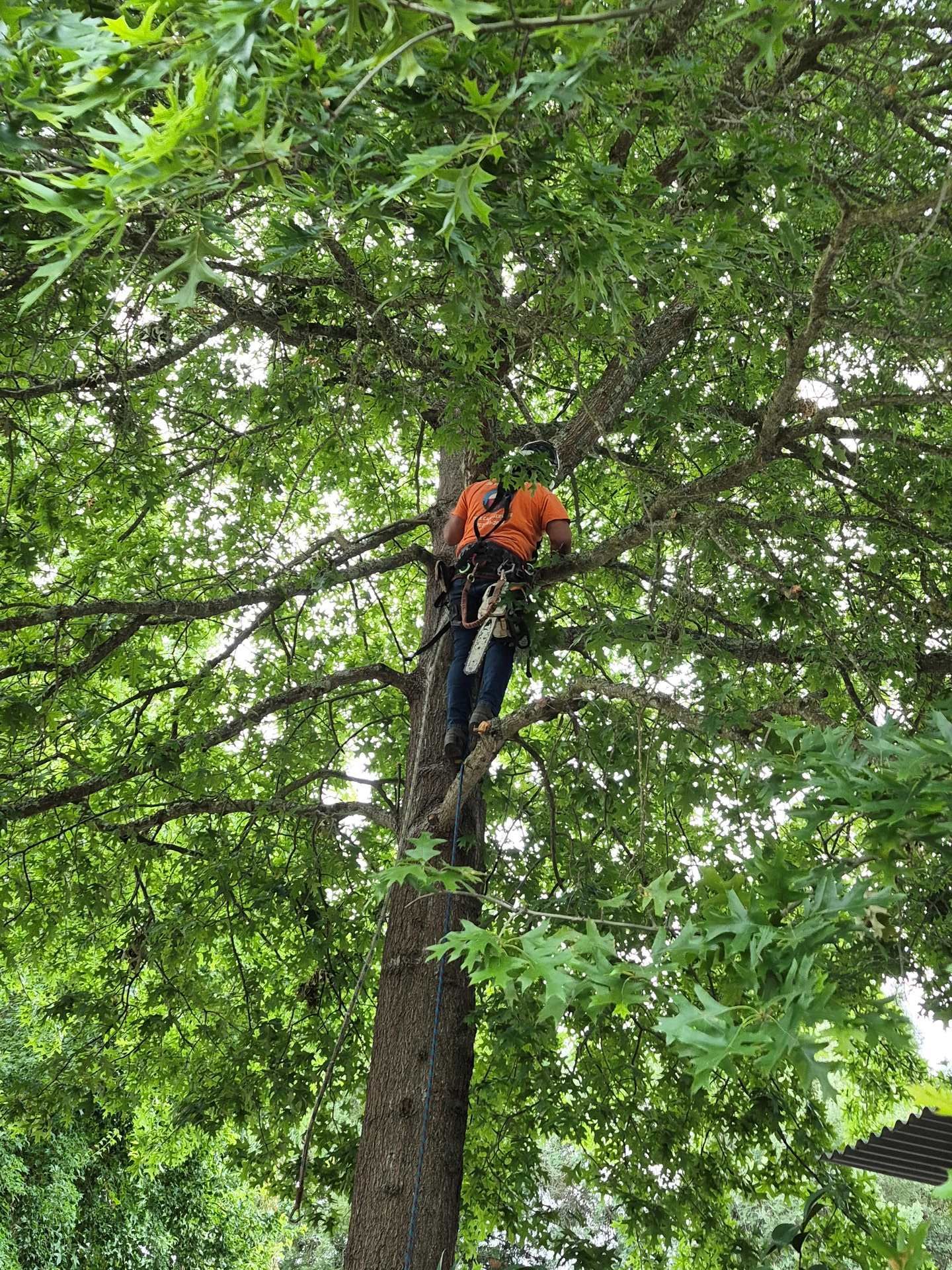 Arborist in orange safety gear stands on a tree trunk amid dense green leaves