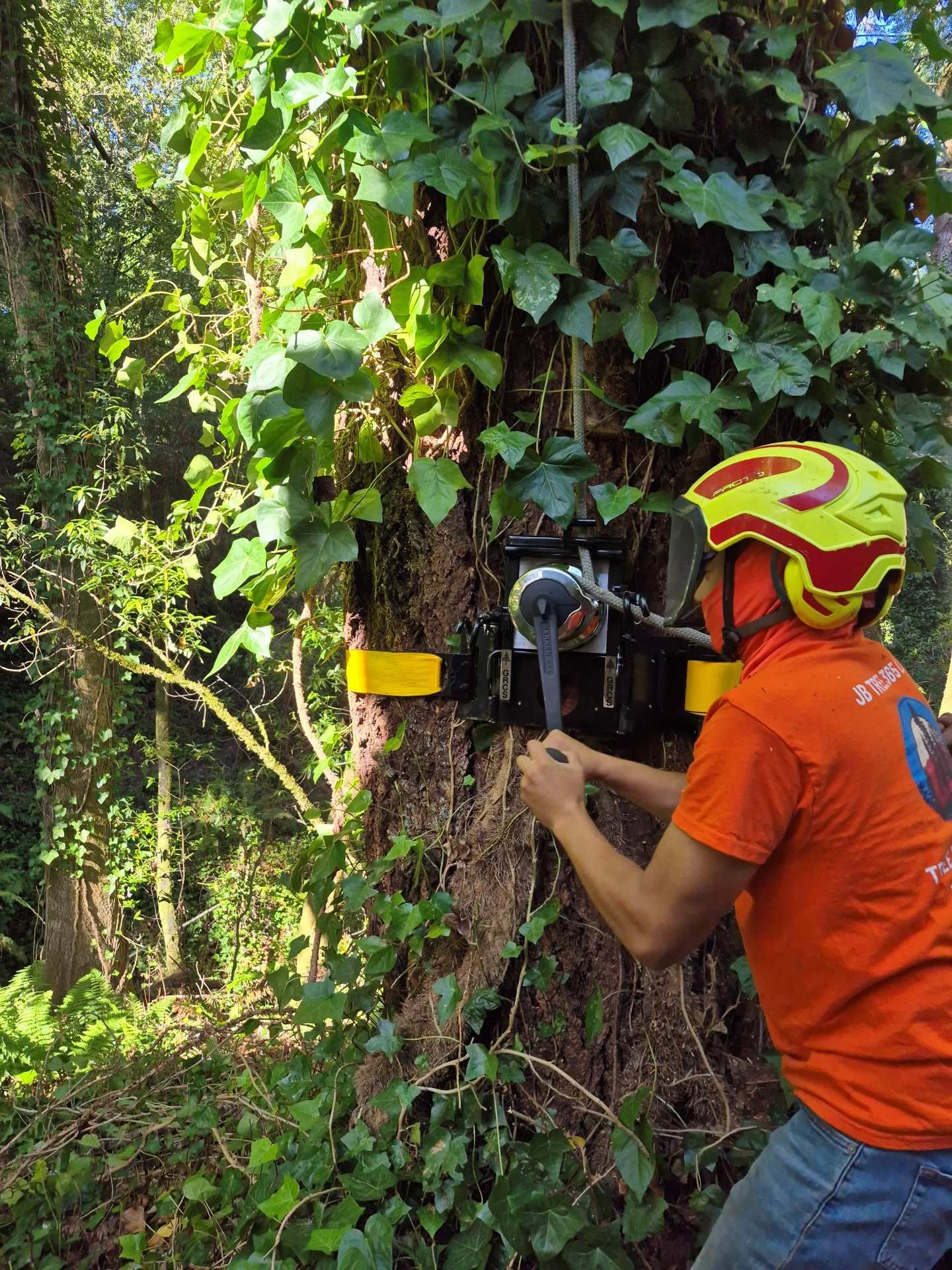 Person in an orange helmet using a camera mounted to a tree in dense forest vegetation
