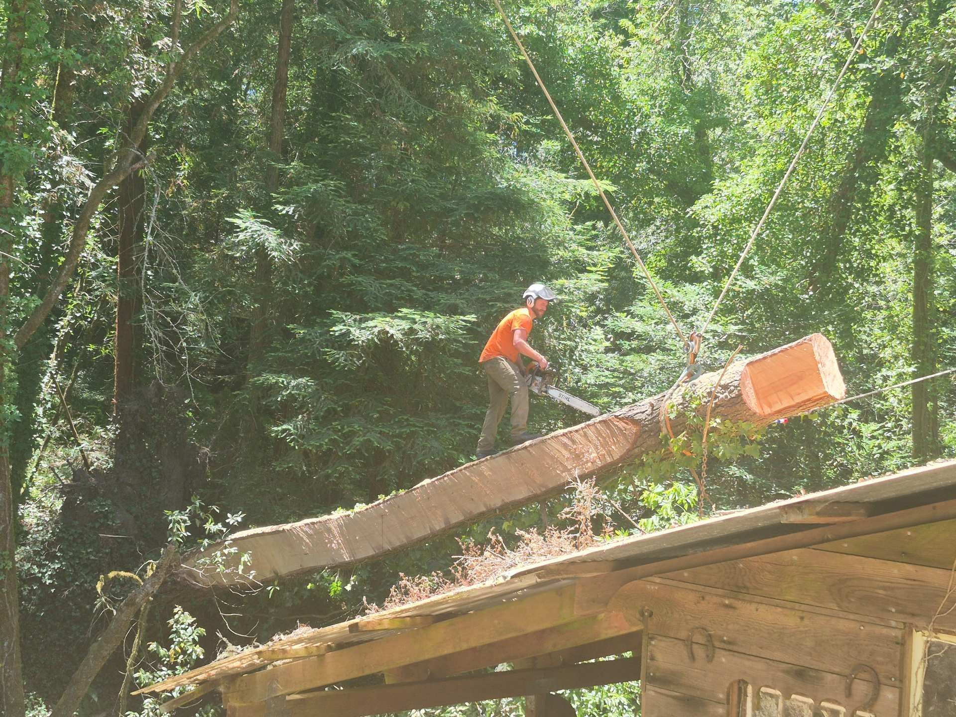 Worker in orange safety gear using a chainsaw on a large log in a wooded area near a cabin