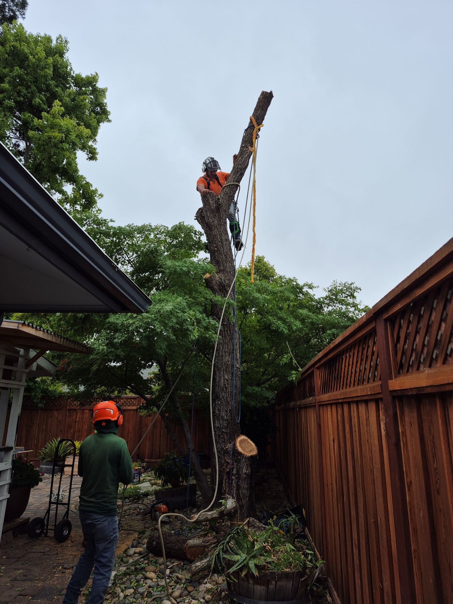Two workers trimming a tall tree in a backyard, one climbing near the top with a chainsaw