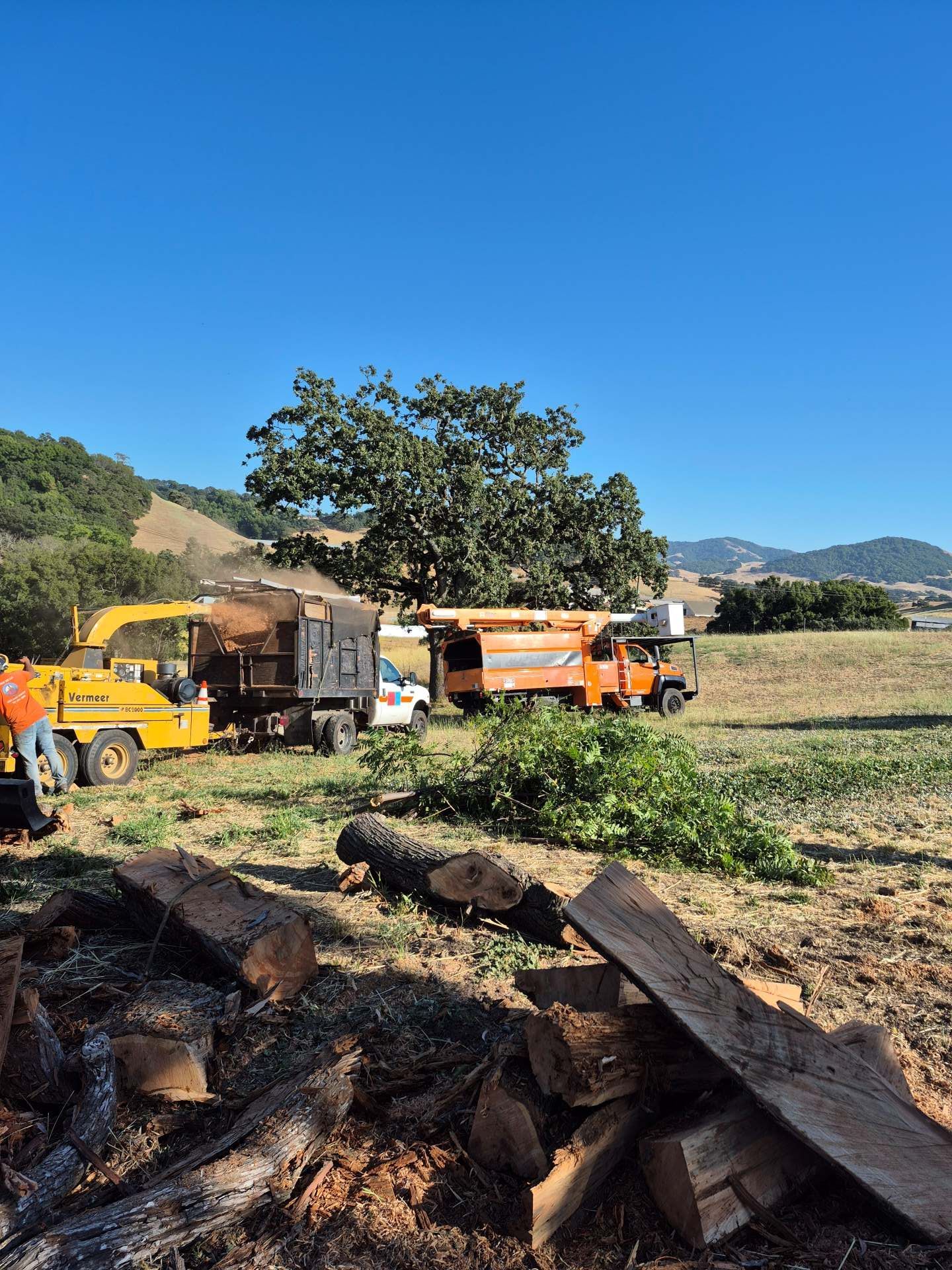 Two orange trucks in a grassy field with cut logs, a tree, and mountains under a clear blue sky