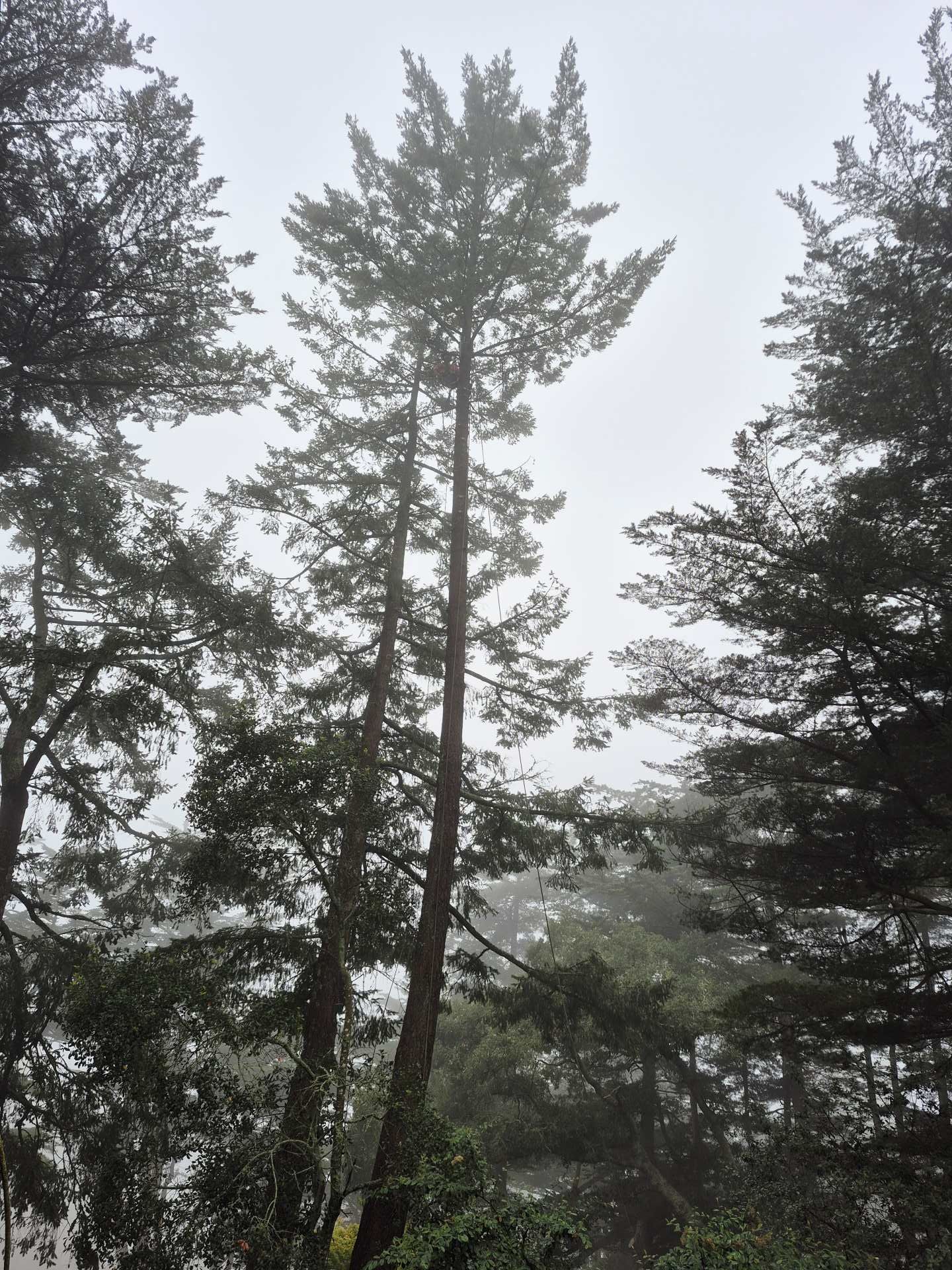 Tall evergreen trees in a misty forest with a gray sky