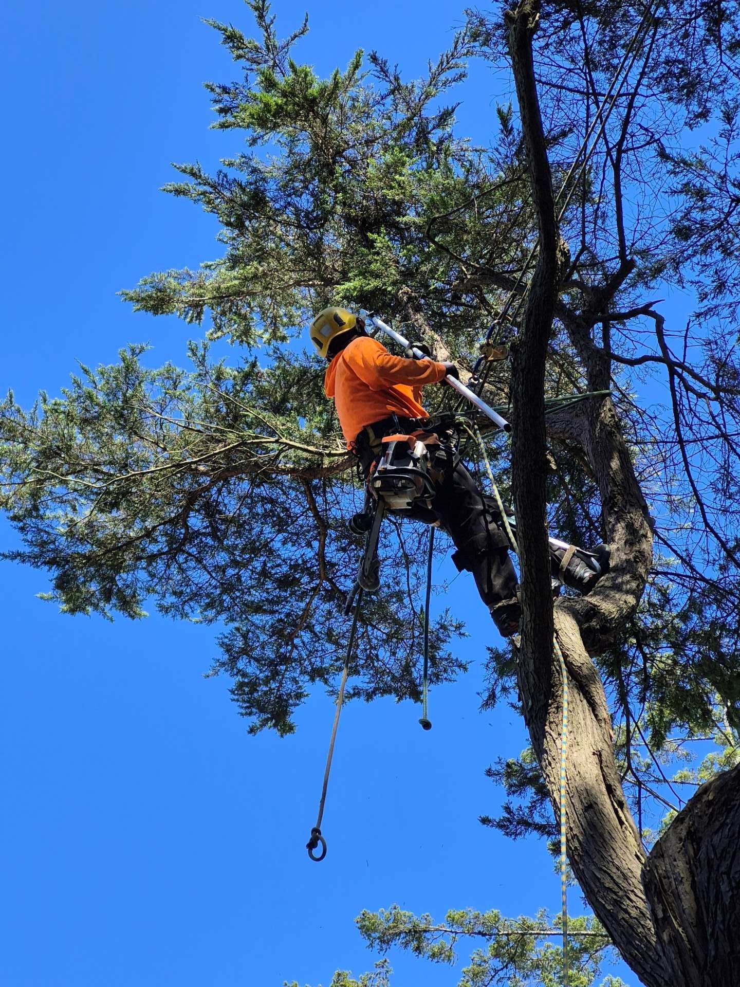 Arborist in orange safety gear trimming a tree high above the ground against a blue sky