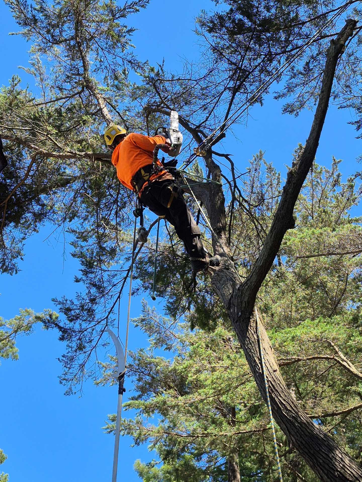 Arborist in an orange shirt climbing a tree high above a forest canopy under a blue sky