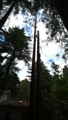 Tall trees in a forest canopy viewed from below, with a small roofed structure at the lower left.