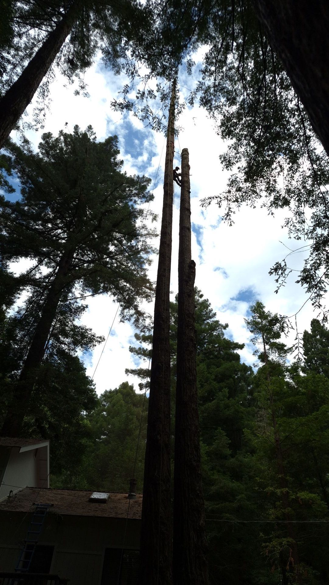 Tall tree trunks in a dense forest canopy with sunlight and a small cabin below