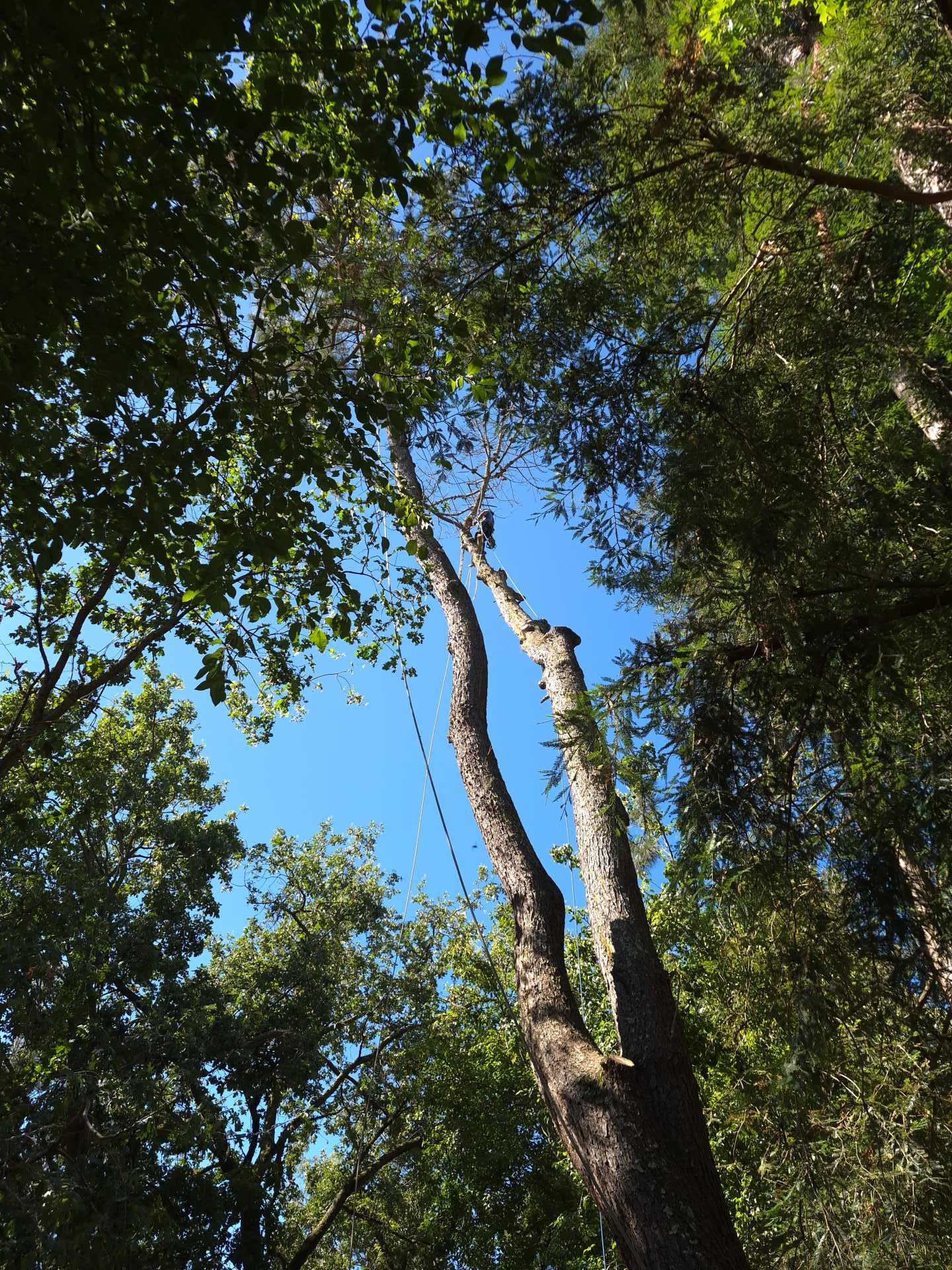 Tall tree trunks reaching into a blue sky, surrounded by dense green forest canopy