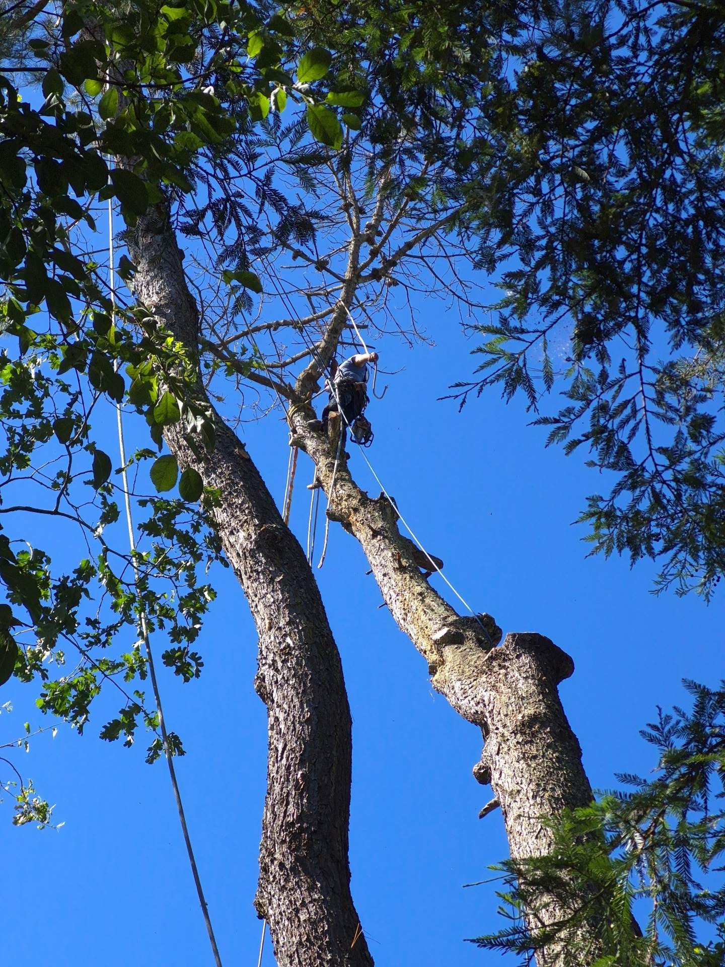 Tall tree trunks against a bright blue sky with leafy branches overhead