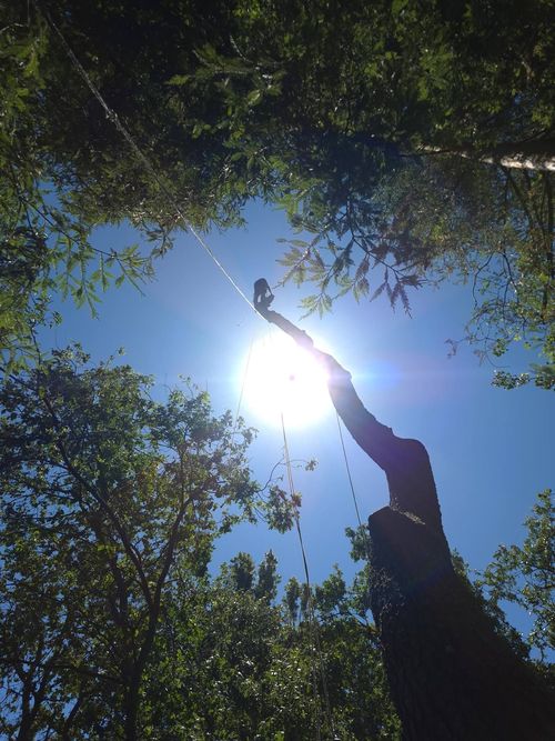 Person reaching toward the bright sun through tree branches in a blue sky