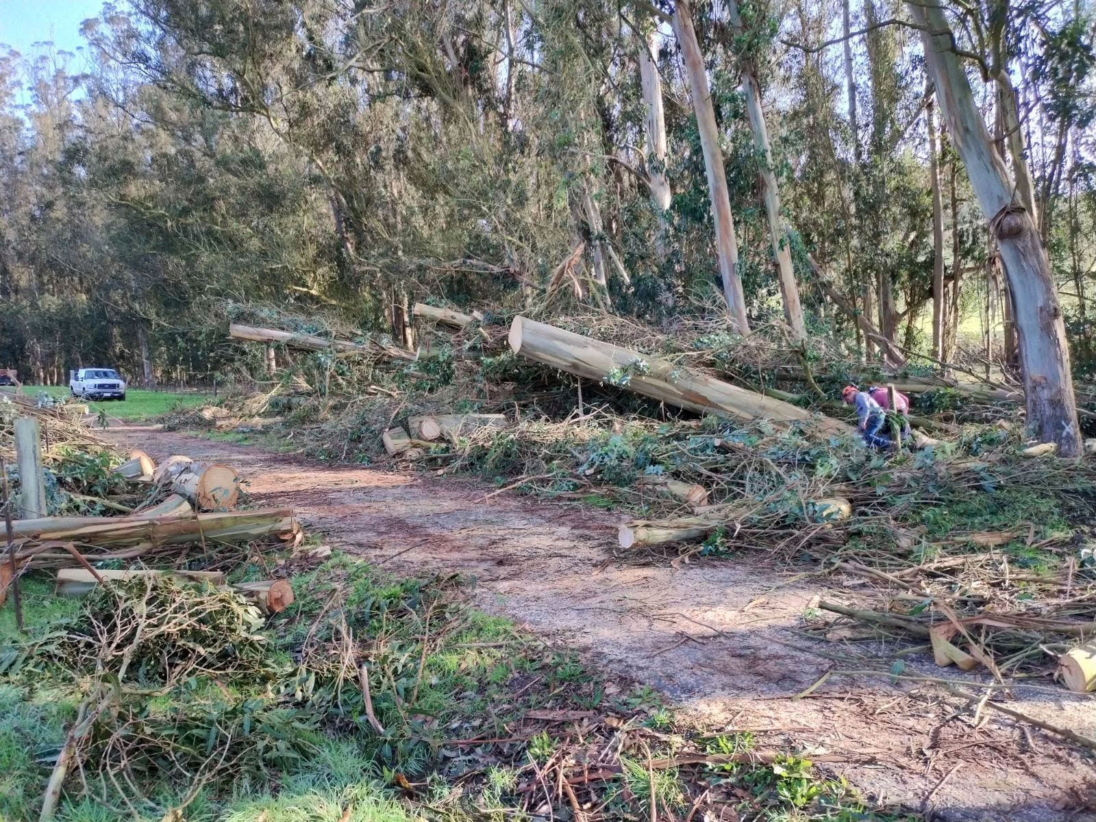 Cleared forest path with fallen tree trunks and scattered branches, two people working near the right side.